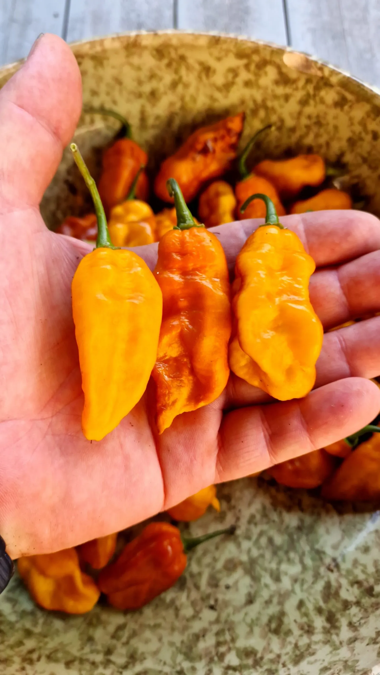 Batman Pineapple Habanero Chilli Seeds - Image 7