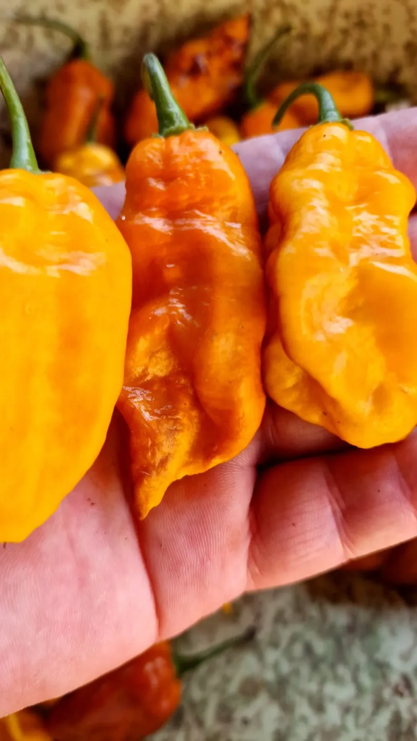 Batman Pineapple Habanero Chilli Seeds - Image 6