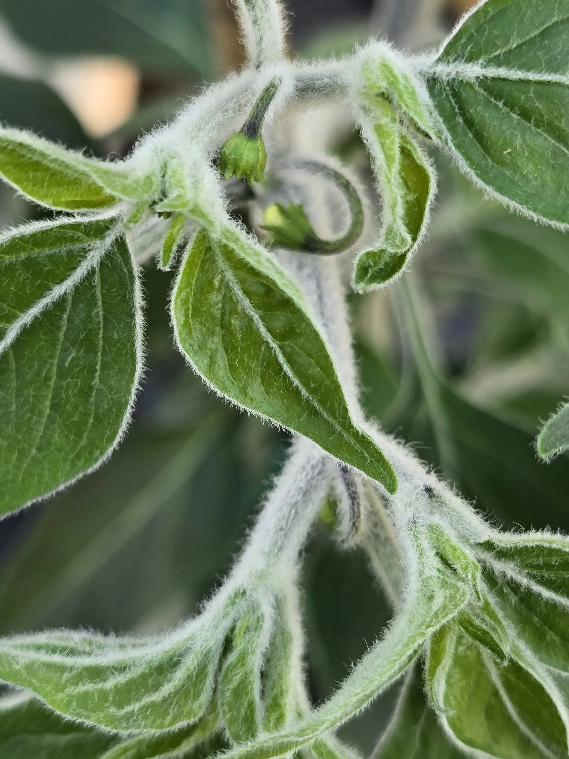 Goats Weed/Black Cobra Chilli Seeds - Image 10