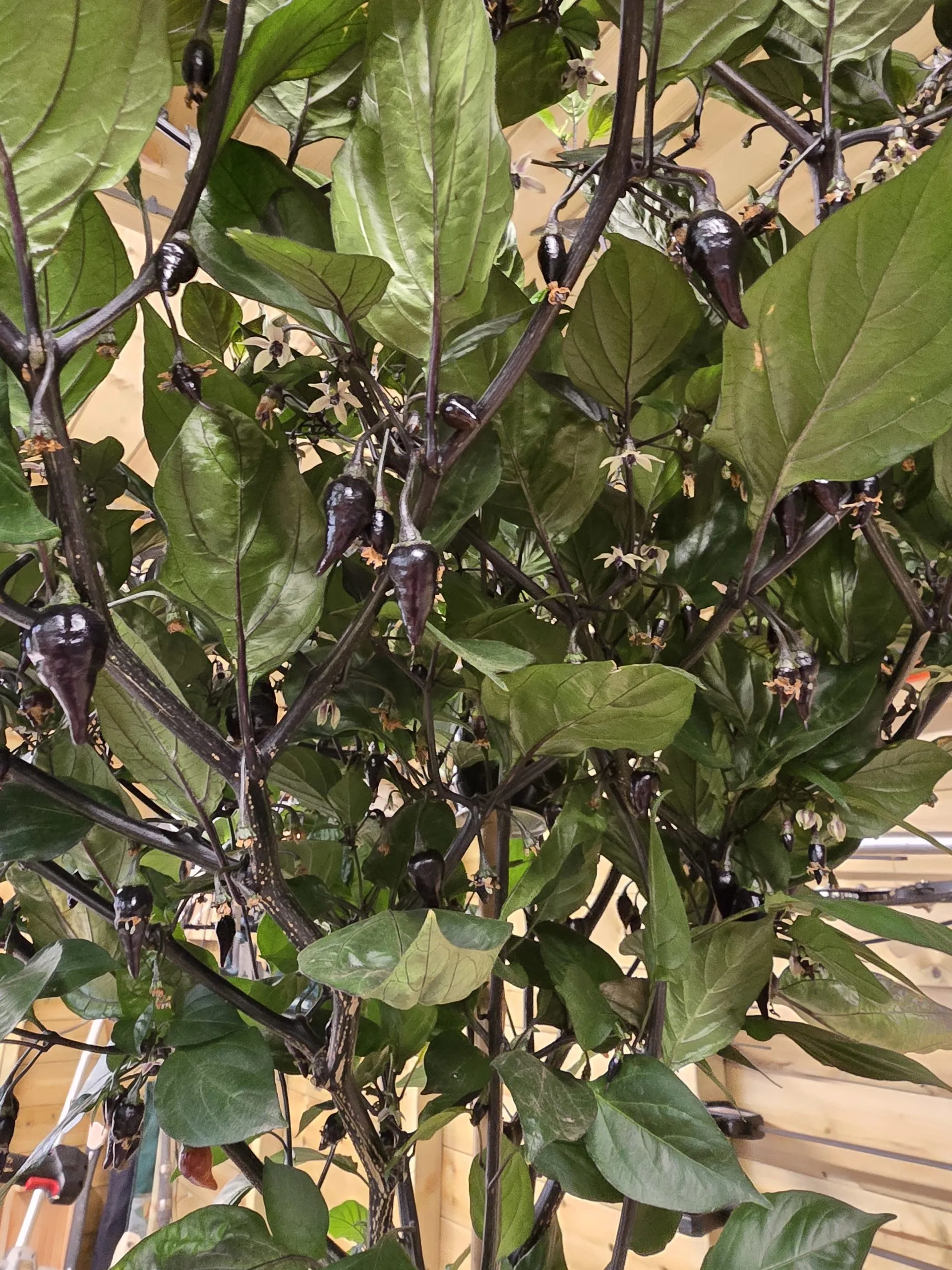Black Biquinho Chilli Seeds - Image 2