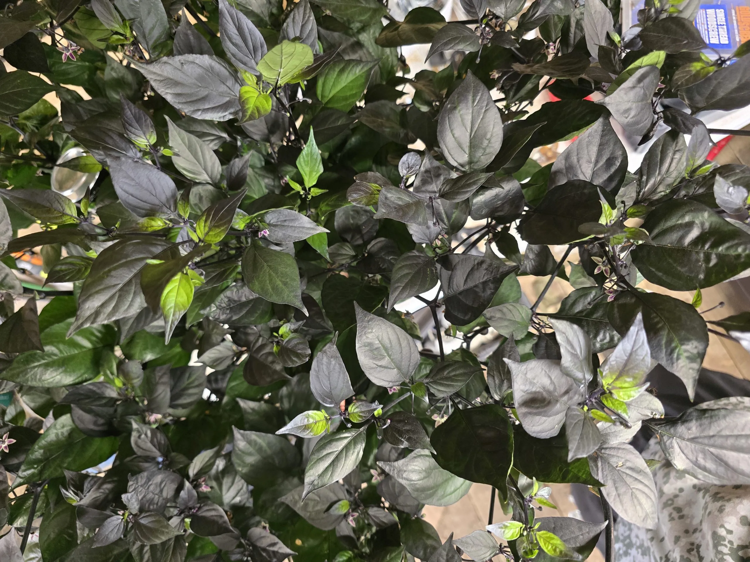 Black Biquinho Chilli Seeds - Image 3