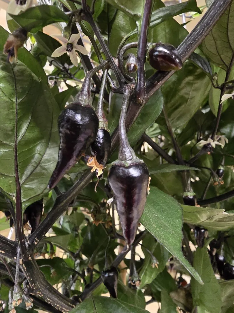 Black Biquinho Chilli Seeds - Image 4