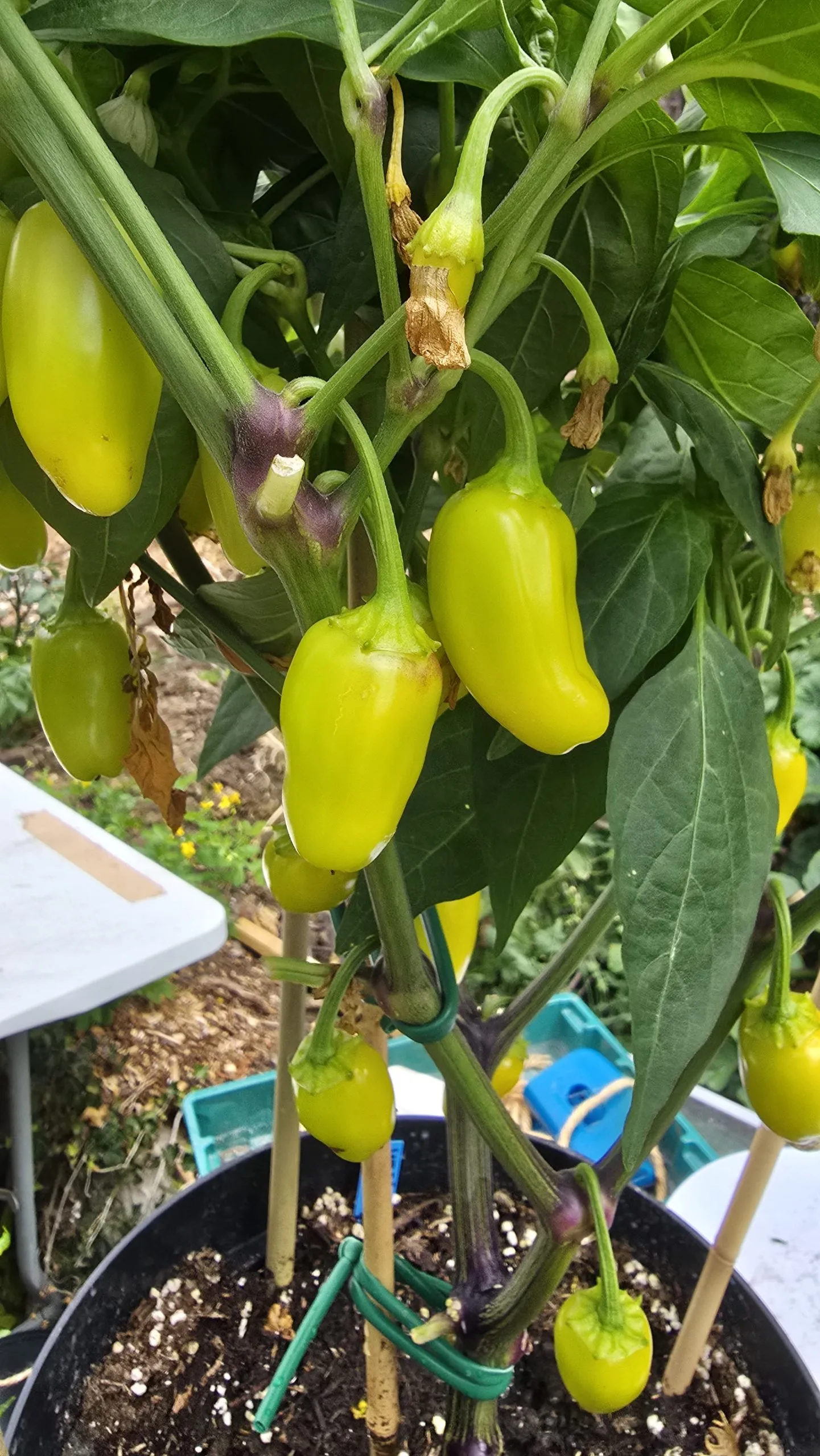 Jalapeño NuMex Piñata Chilli Seeds - Image 9