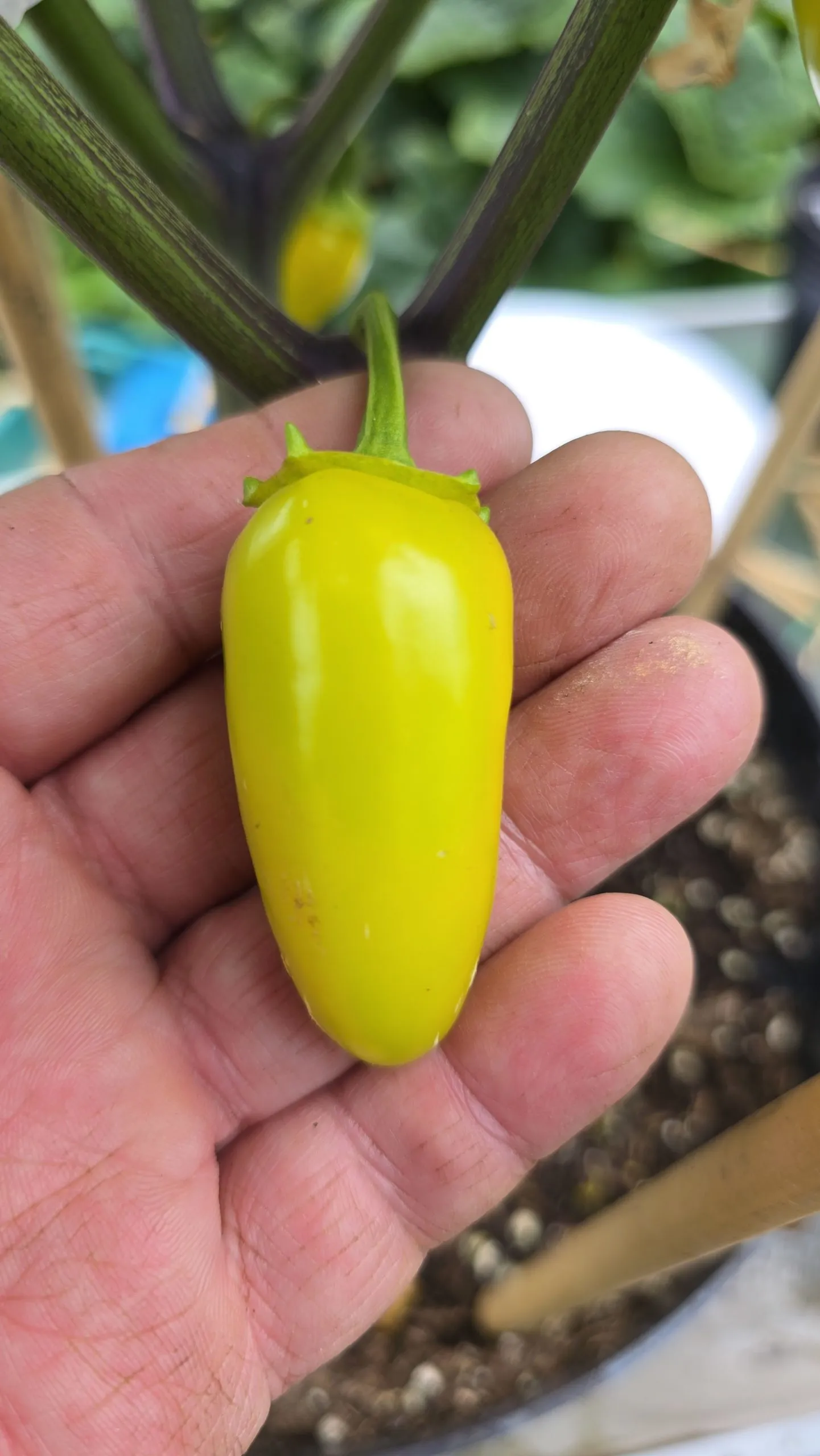 Jalapeño NuMex Piñata Chilli Seeds - Image 8