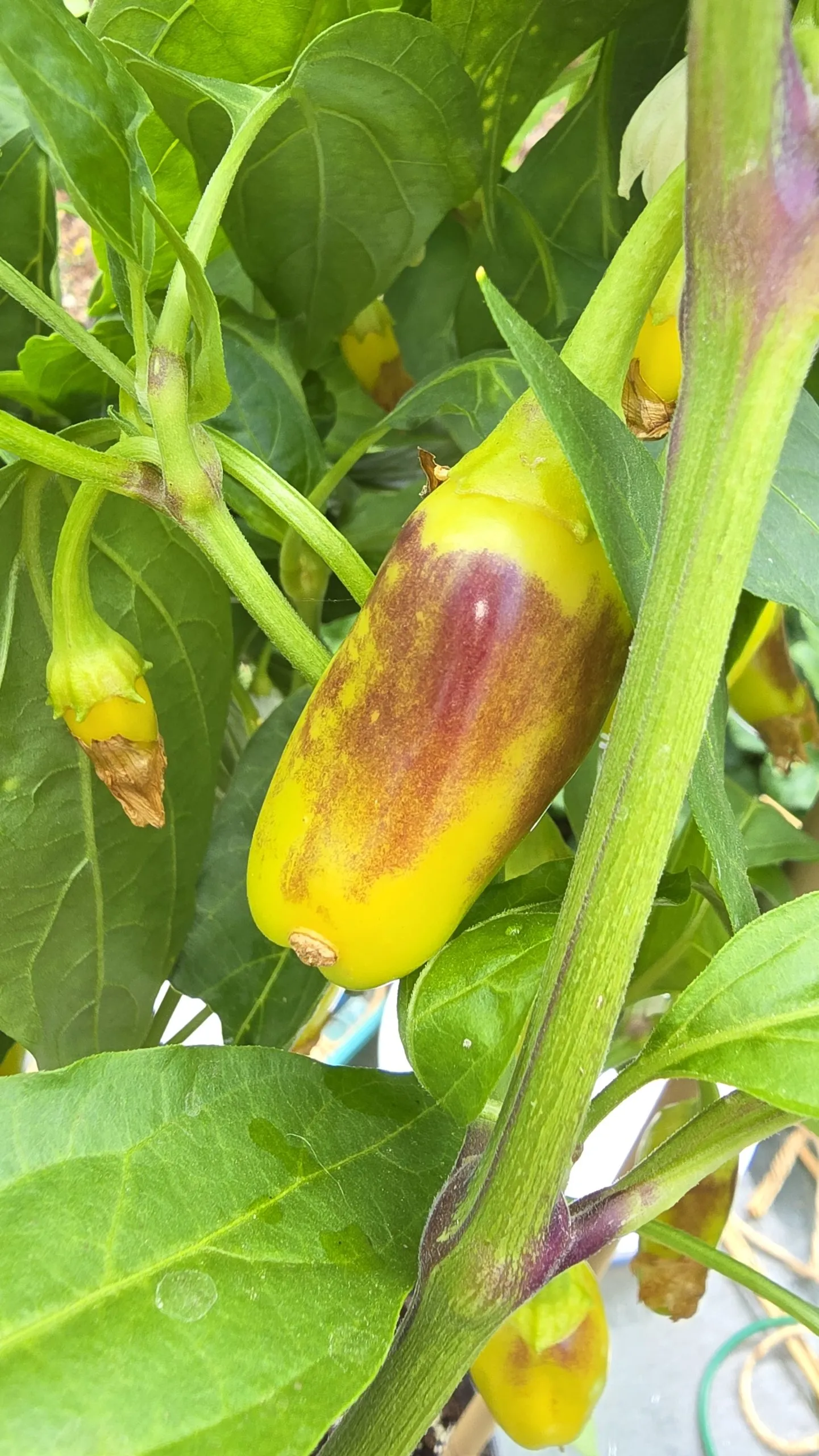 Jalapeño NuMex Piñata Chilli Seeds - Image 7