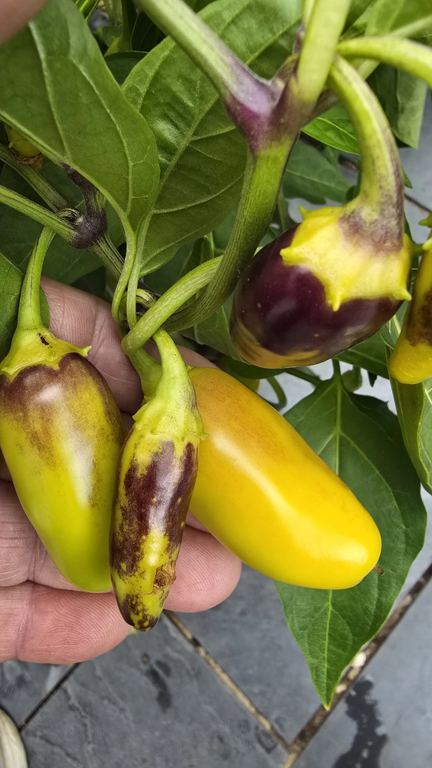 Jalapeño NuMex Piñata Chilli Seeds - Image 6
