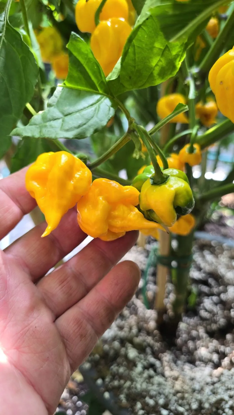 Aquiel F4 Orange Chilli Seeds - Image 5