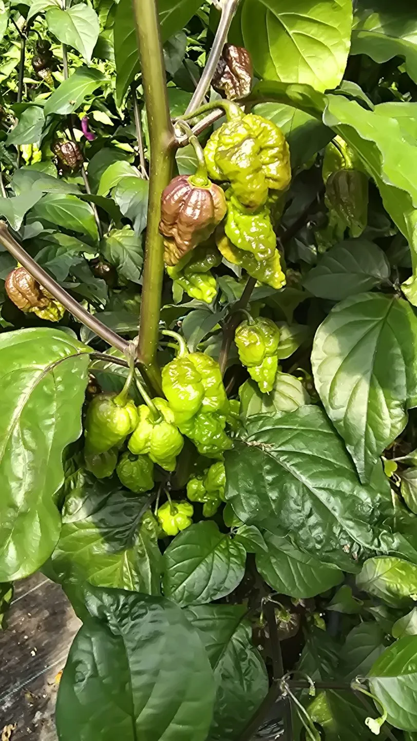 Pink Tiger X Moruga Red Chilli Seeds - Image 10
