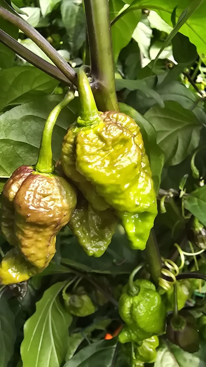 Pink Tiger X Moruga Red Chilli Seeds - Image 9