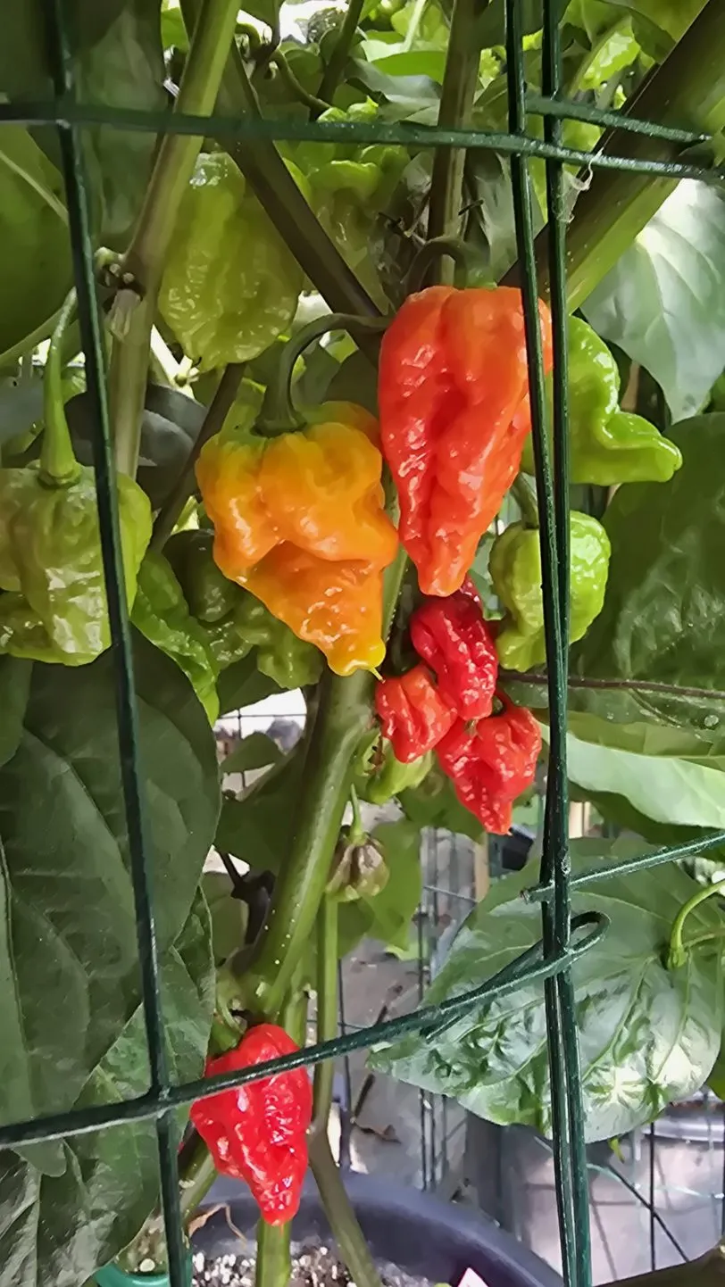 Pink Tiger X Moruga Red Chilli Seeds - Image 8
