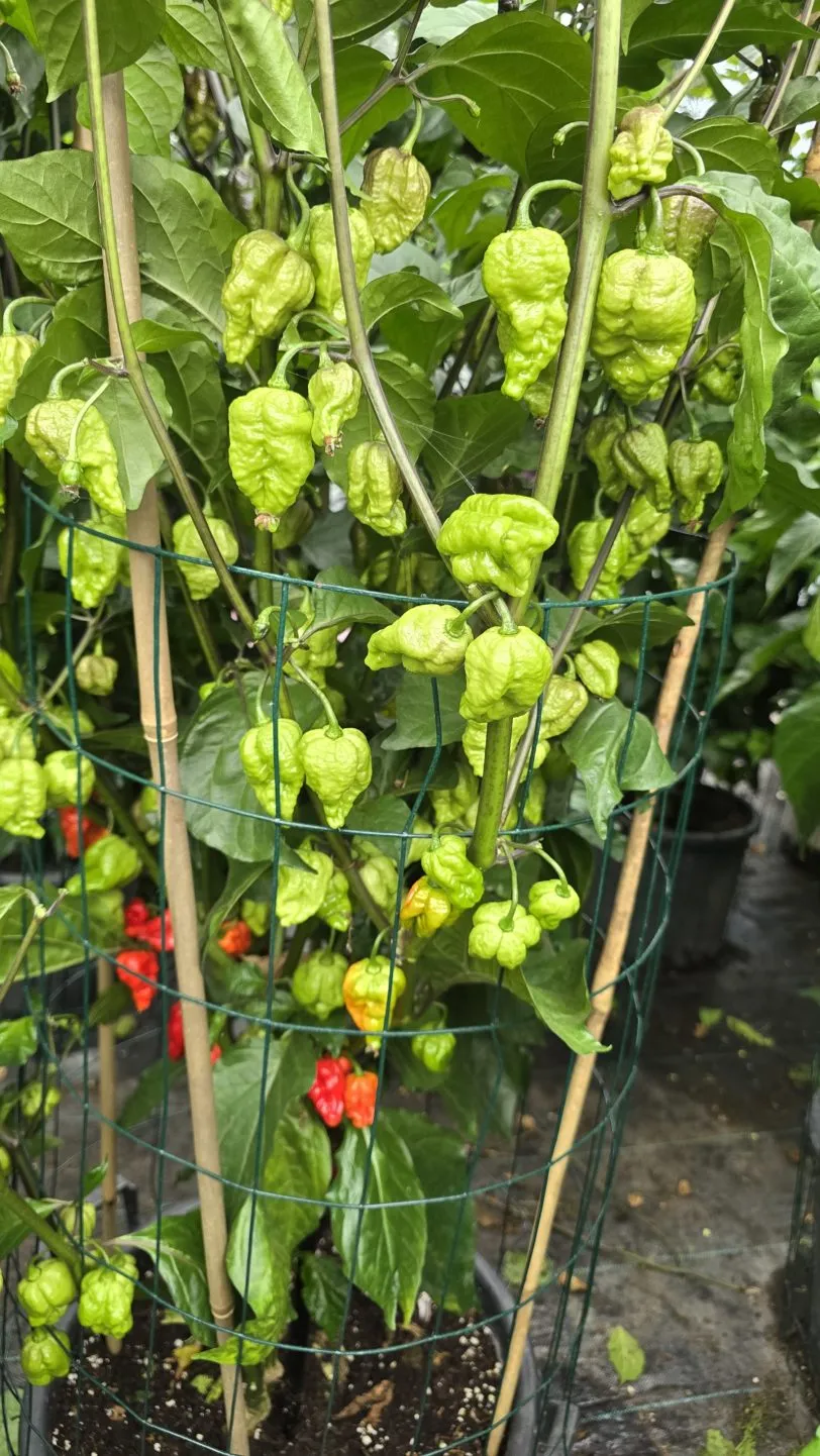 Pink Tiger X Moruga Red Chilli Seeds - Image 6