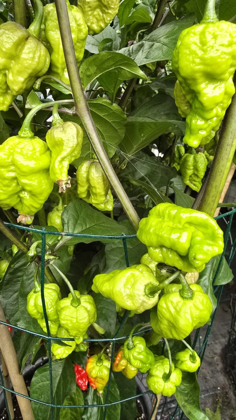 Pink Tiger X Moruga Red Chilli Seeds - Image 7