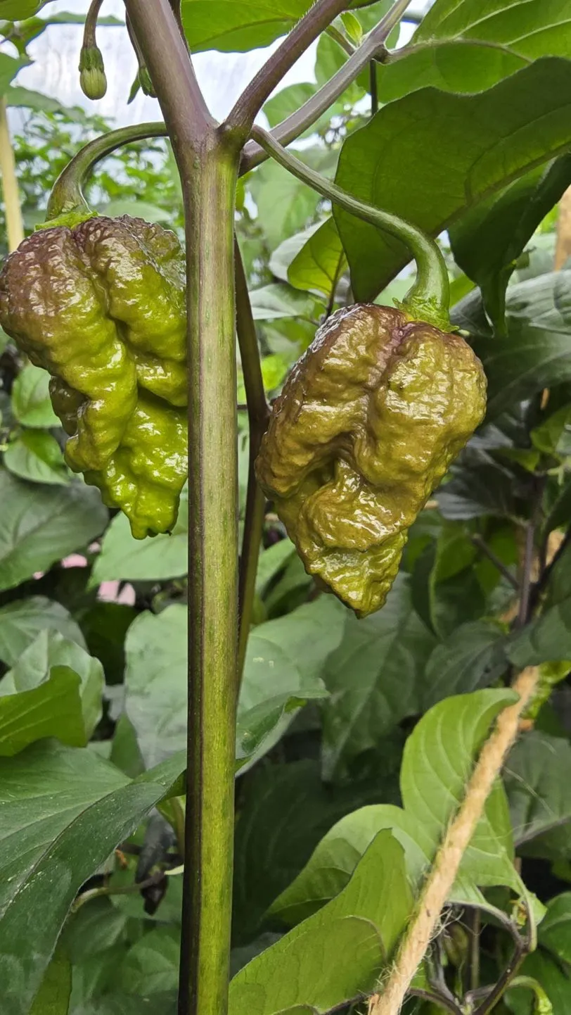 Pink Tiger X Moruga Red Chilli Seeds - Image 5
