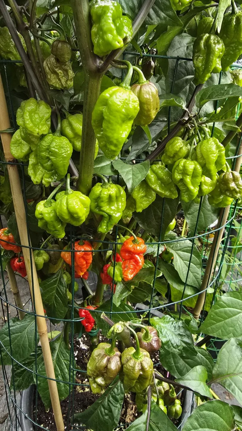 Pink Tiger X Moruga Red Chilli Seeds - Image 4