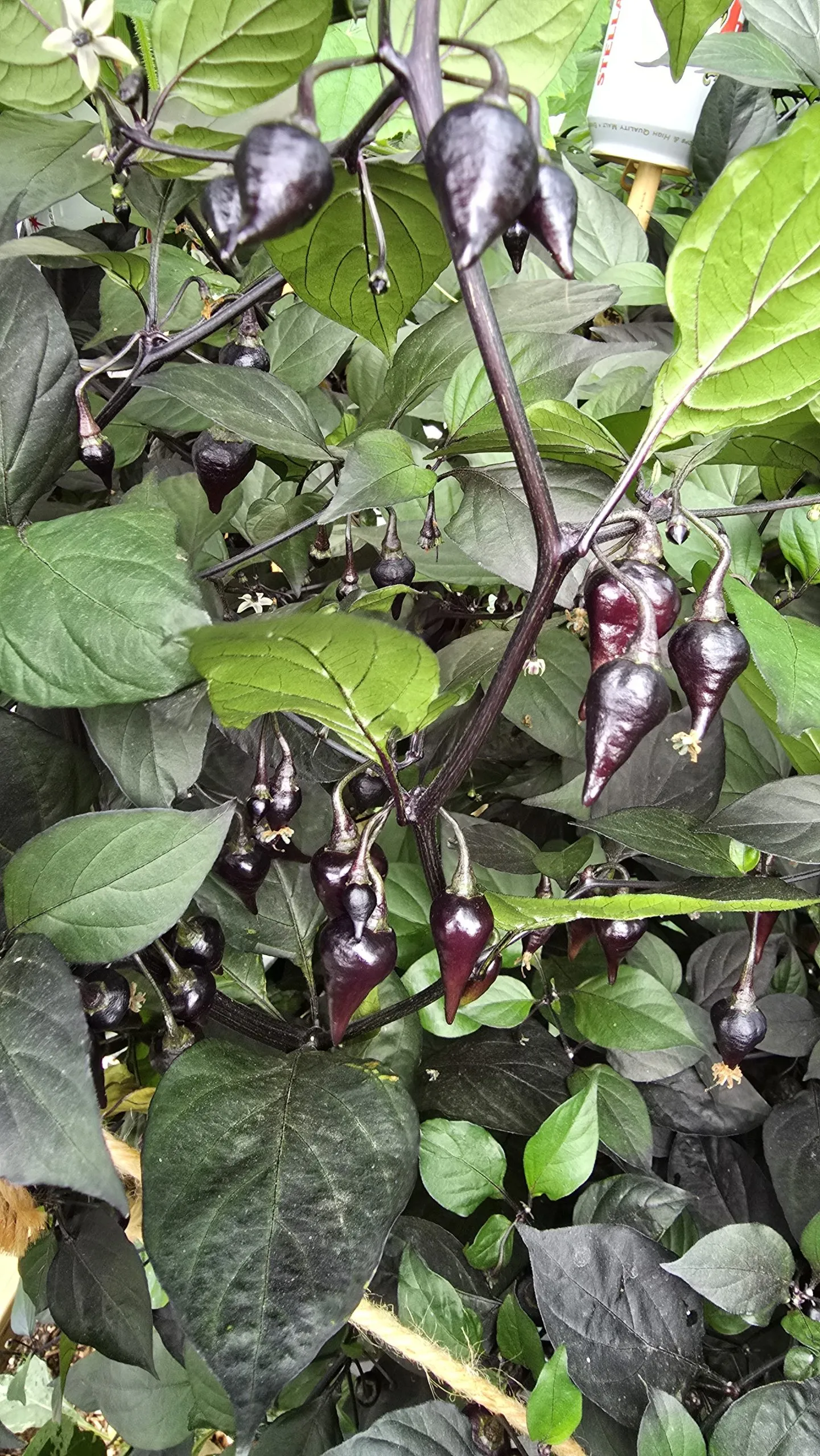 Black Biquinho Chilli Seeds - Image 5