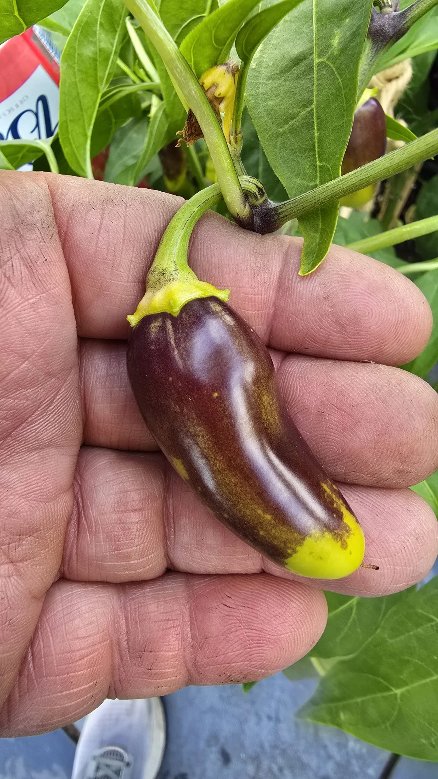 Jalapeño NuMex Piñata Chilli Seeds - Image 5