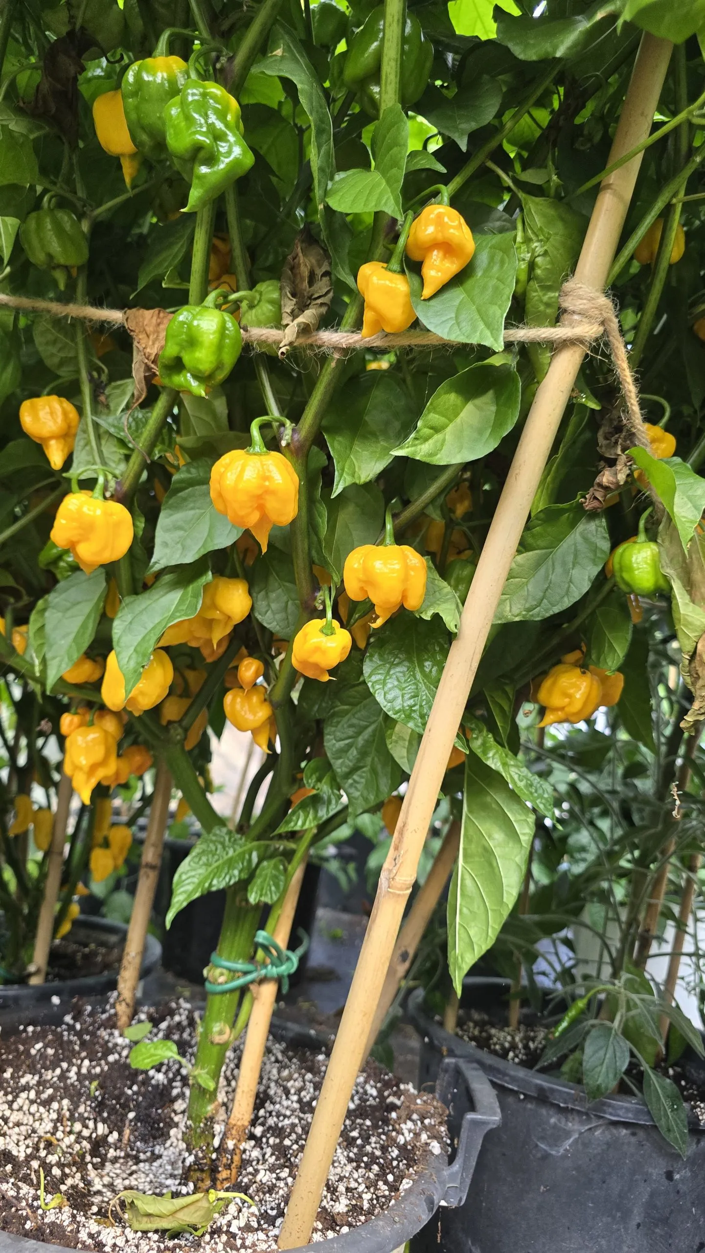 Aquiel F4 Orange Chilli Seeds - Image 6