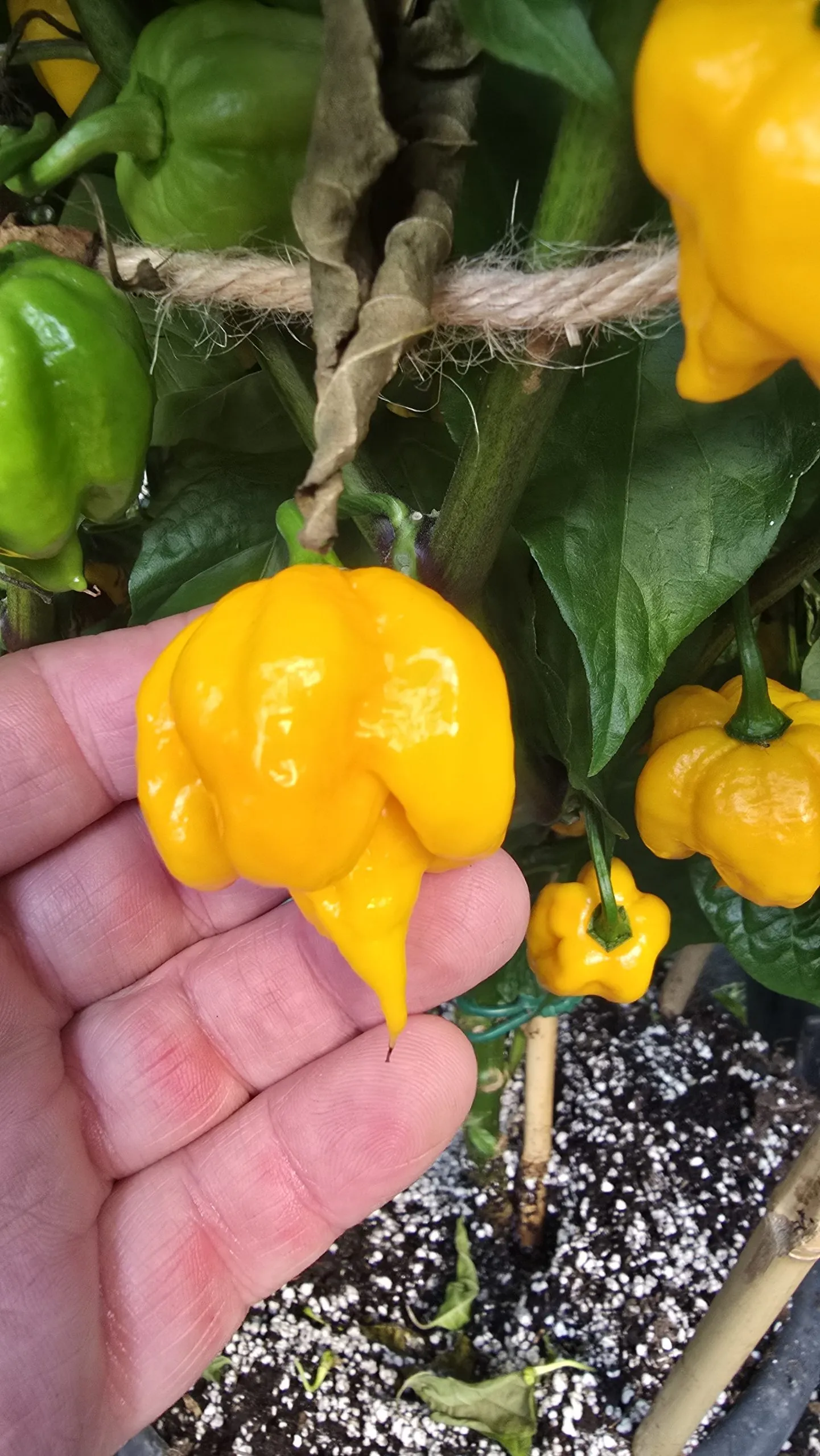 Aquiel F4 Orange Chilli Seeds - Image 7