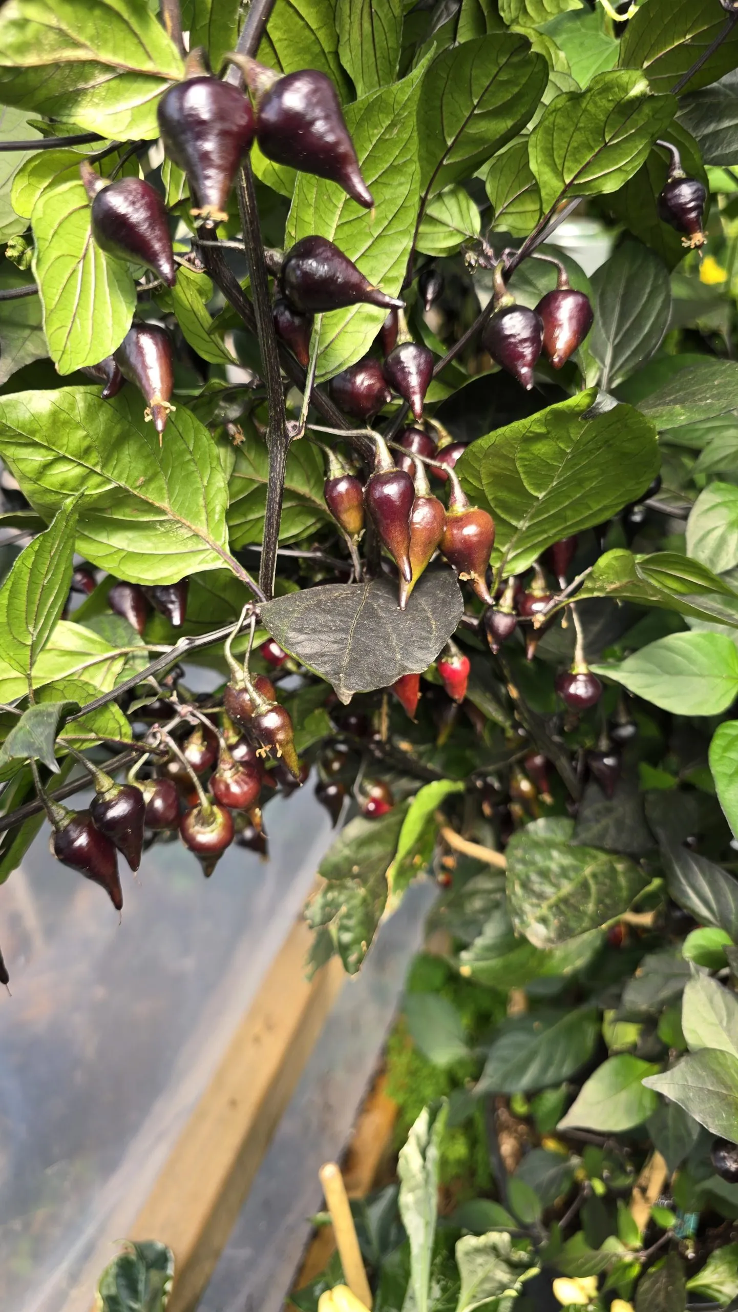 Black Biquinho Chilli Seeds - Image 6