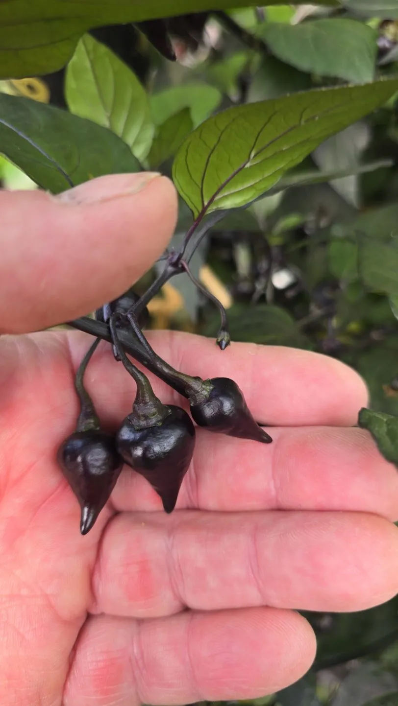 Black Biquinho Chilli Seeds - Image 7