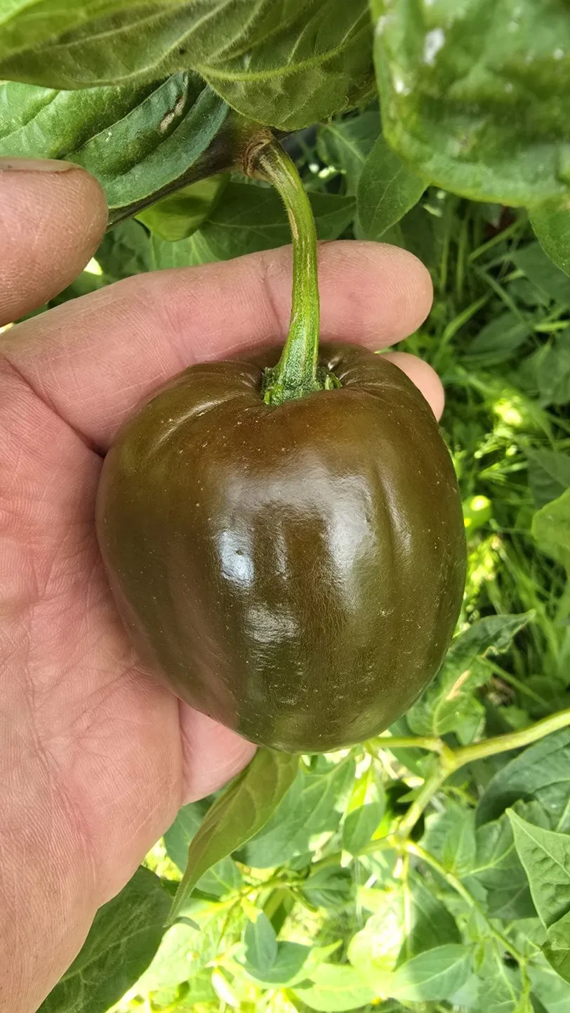 Giant Chocolate Rocoto Chilli Seeds - Image 4