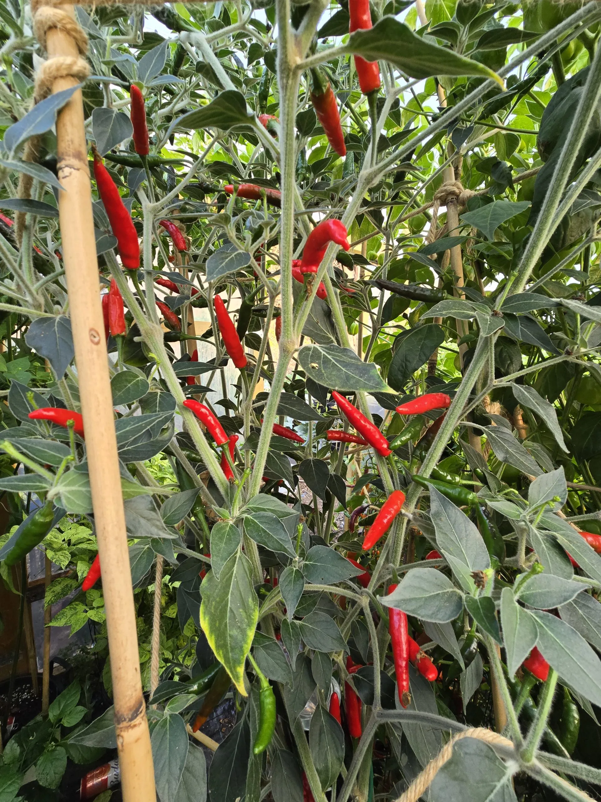 Goats Weed/Black Cobra Chilli Seeds - Image 9