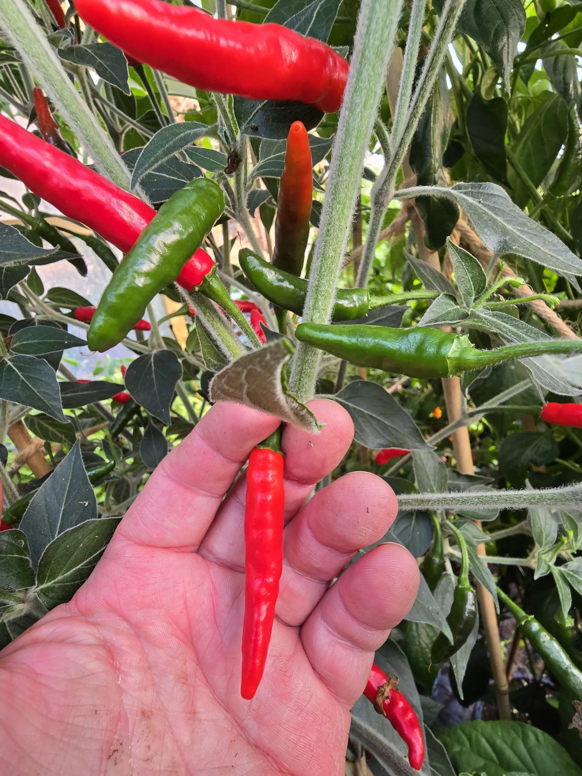 Goats Weed/Black Cobra Chilli Seeds - Image 8