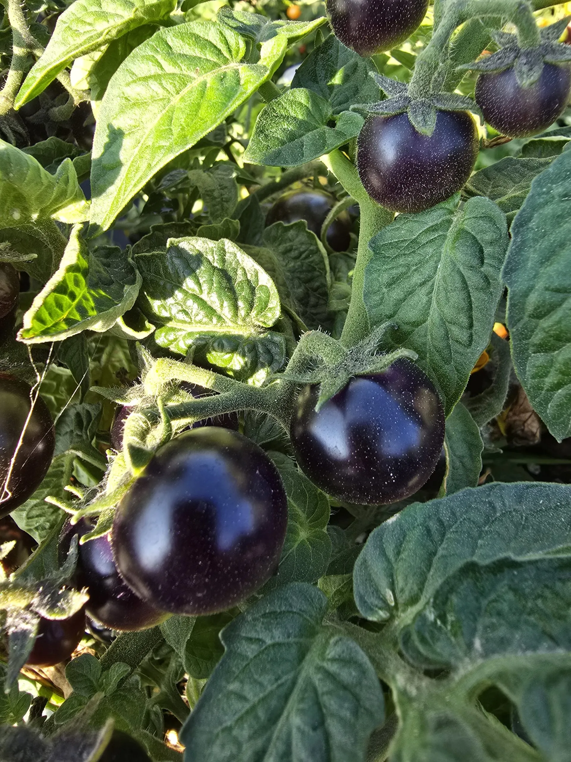 Inkspot Micro Dwarf Tomato Seeds - Image 3