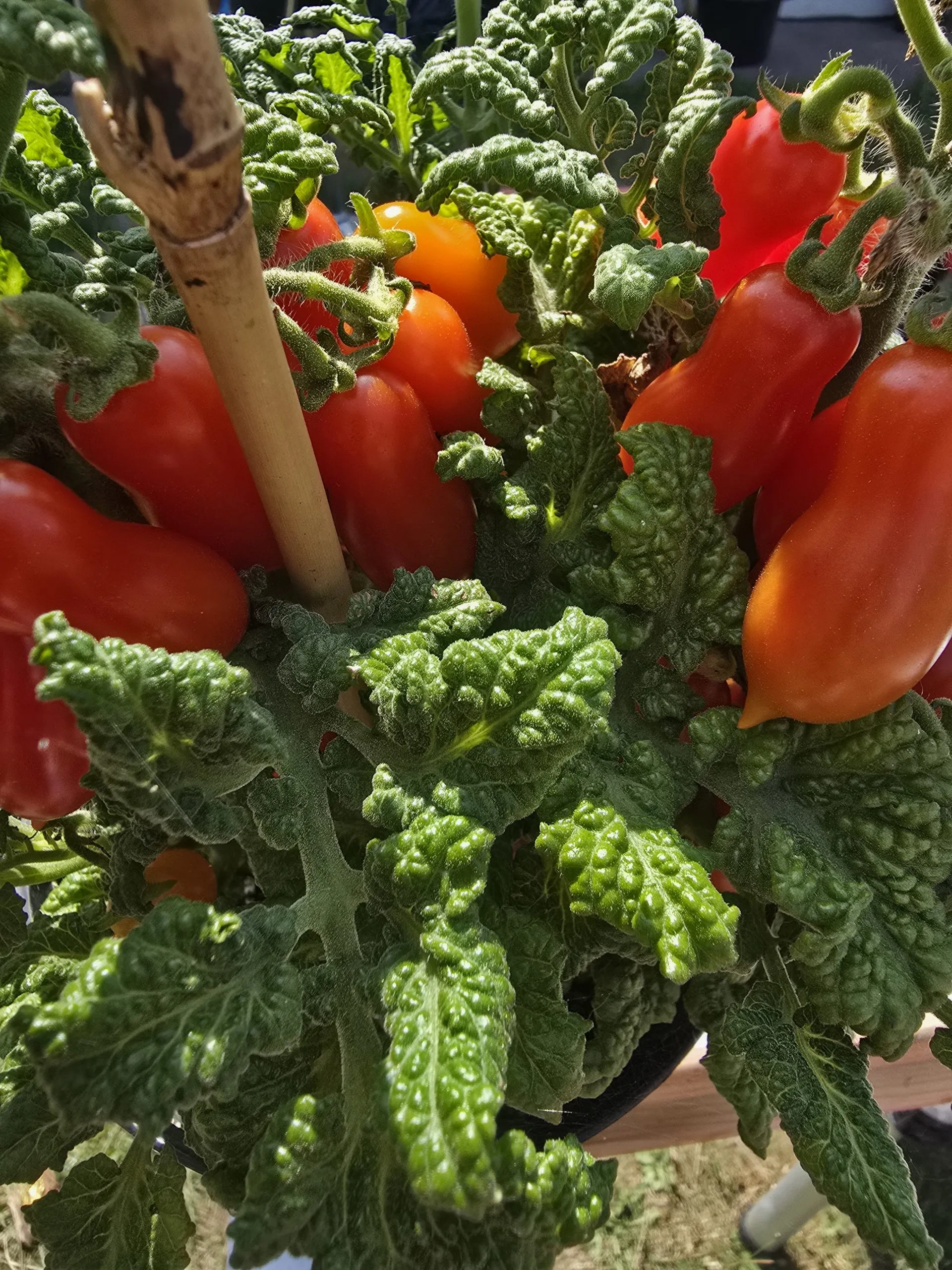 Curly Kale Micro Dwarf Tomato Seeds - Image 4
