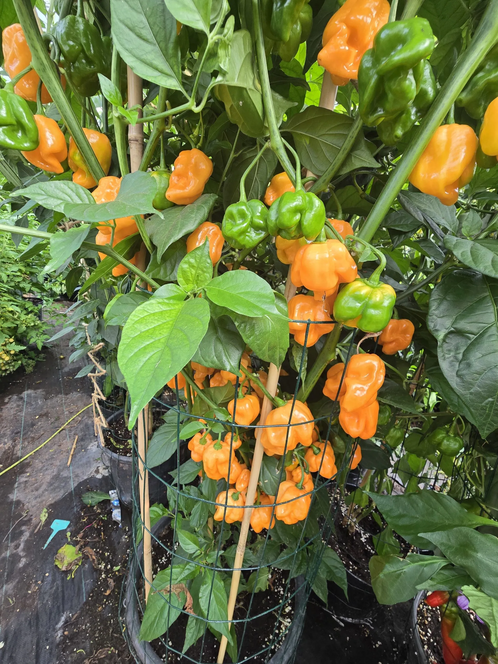 Giant Orange Scorpion Chilli Seeds - Image 3
