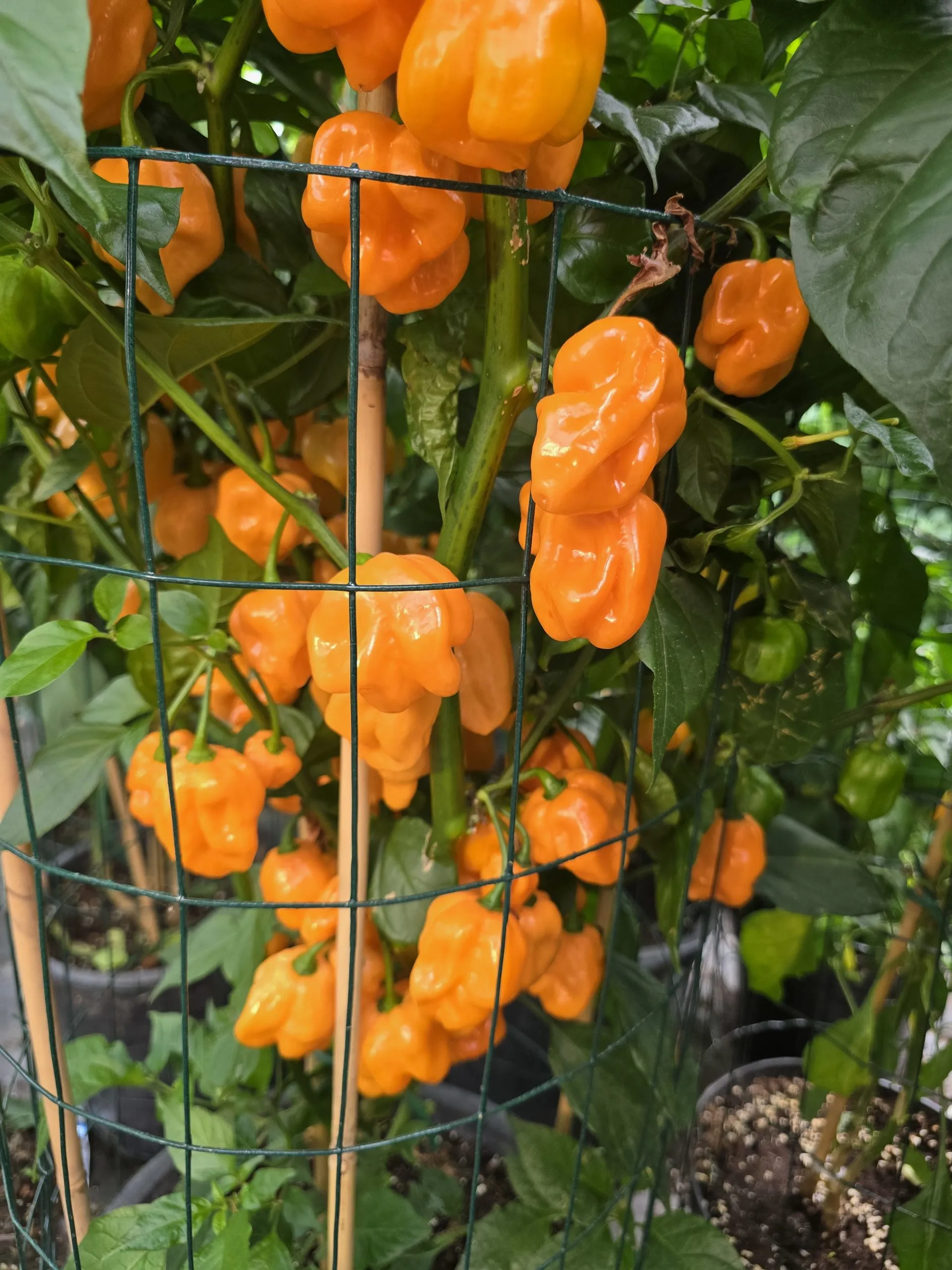 Giant Orange Scorpion Chilli Seeds - Image 2