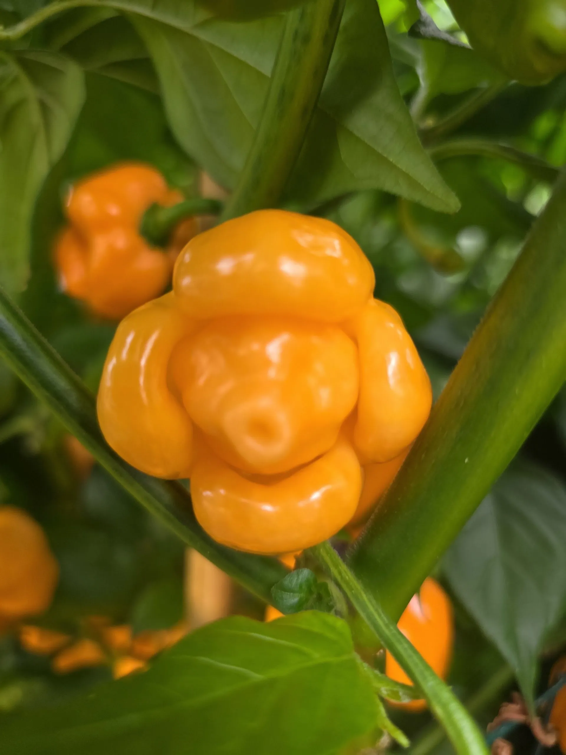 Giant Orange Scorpion Chilli Seeds - Image 4