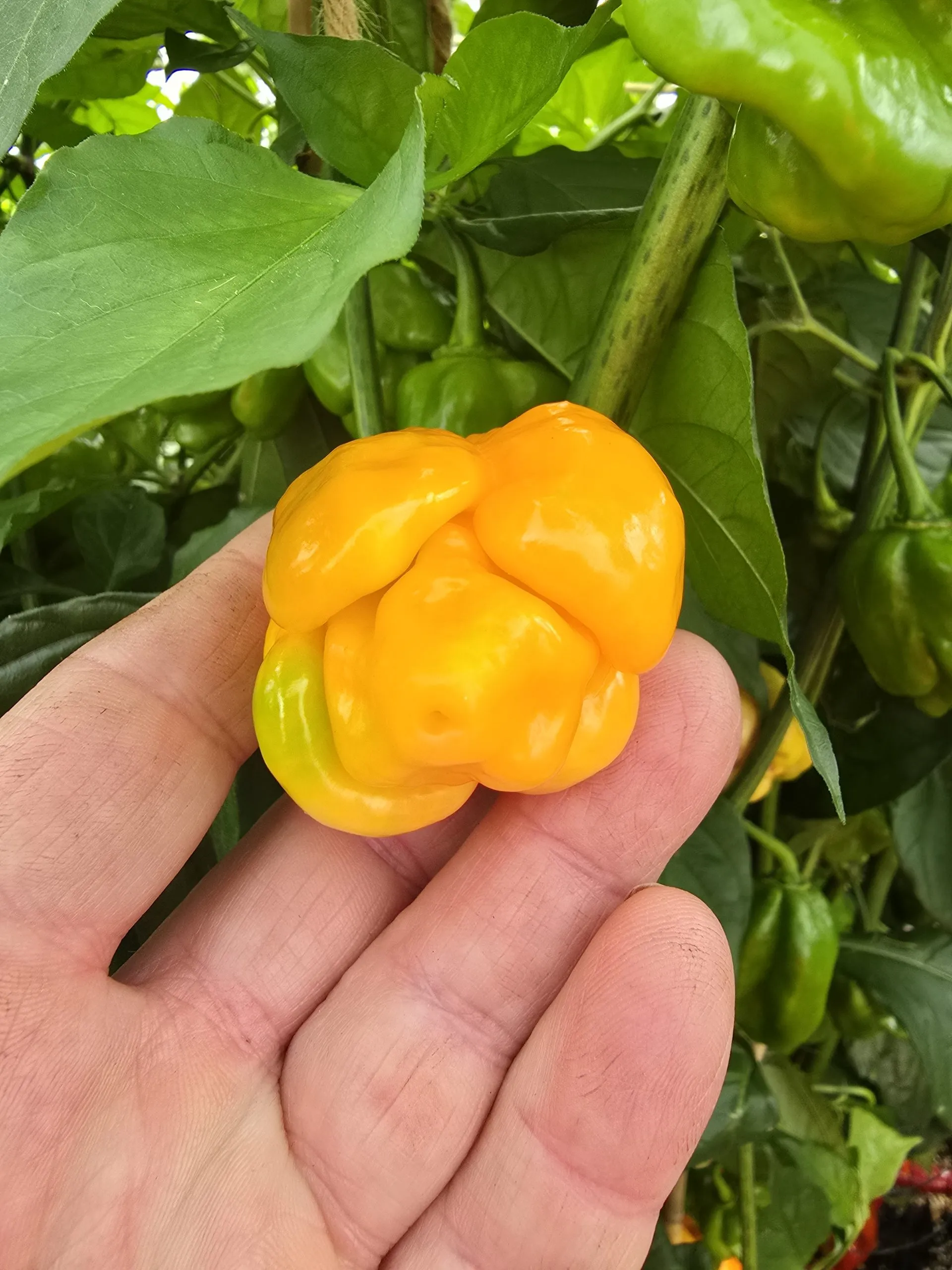 Giant Orange Scorpion Chilli Seeds - Image 5