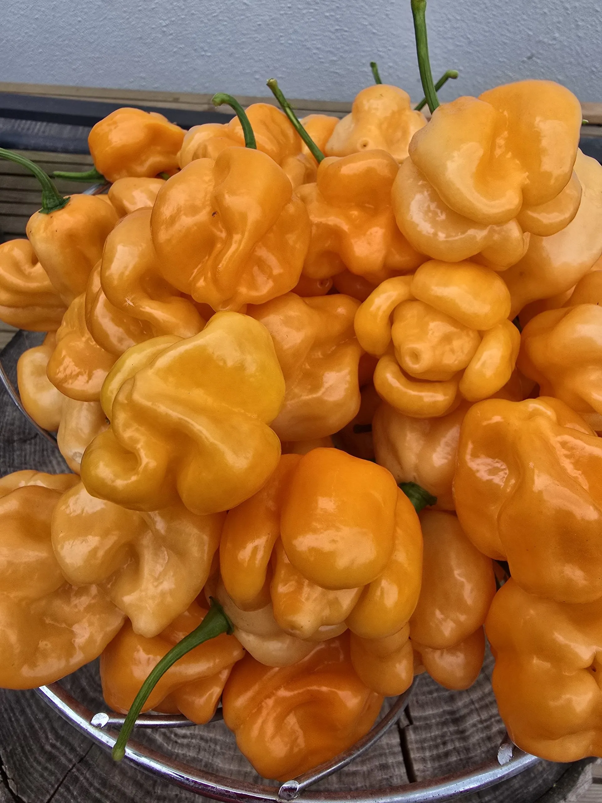 Giant Orange Scorpion Chilli Seeds - Image 6