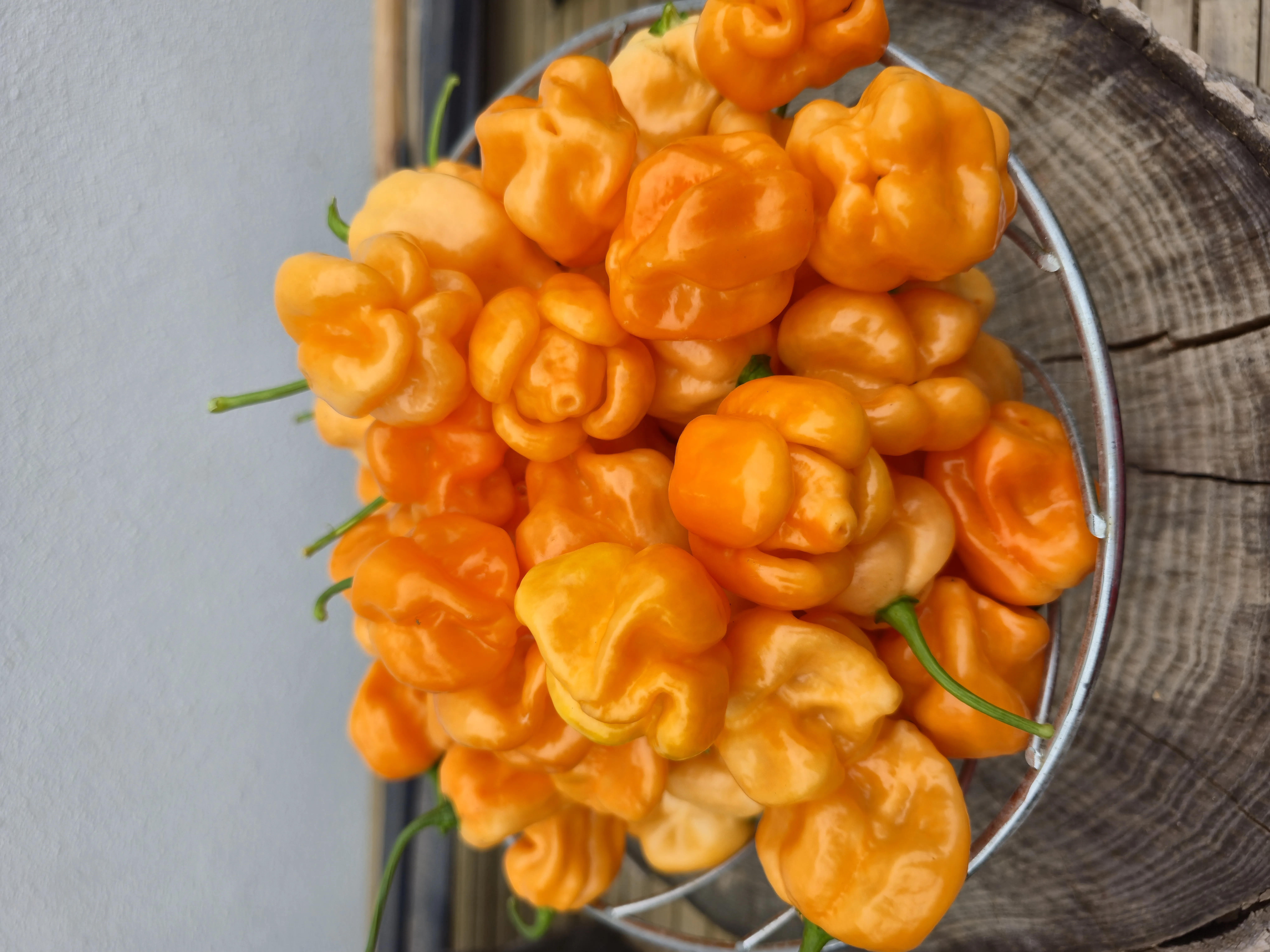 Giant Orange Scorpion Chilli Seeds - Image 7