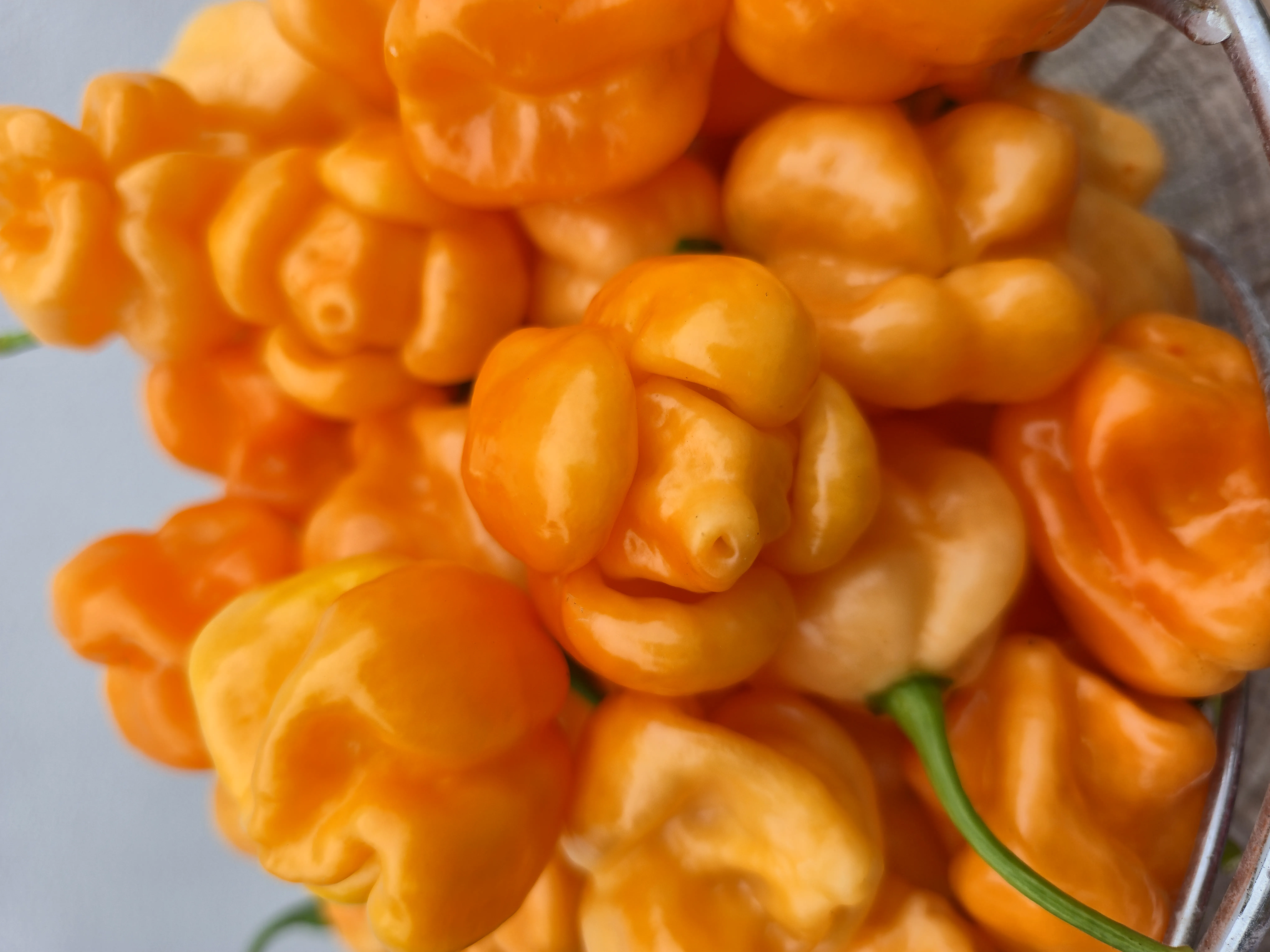 Giant Orange Scorpion Chilli Seeds - Image 8