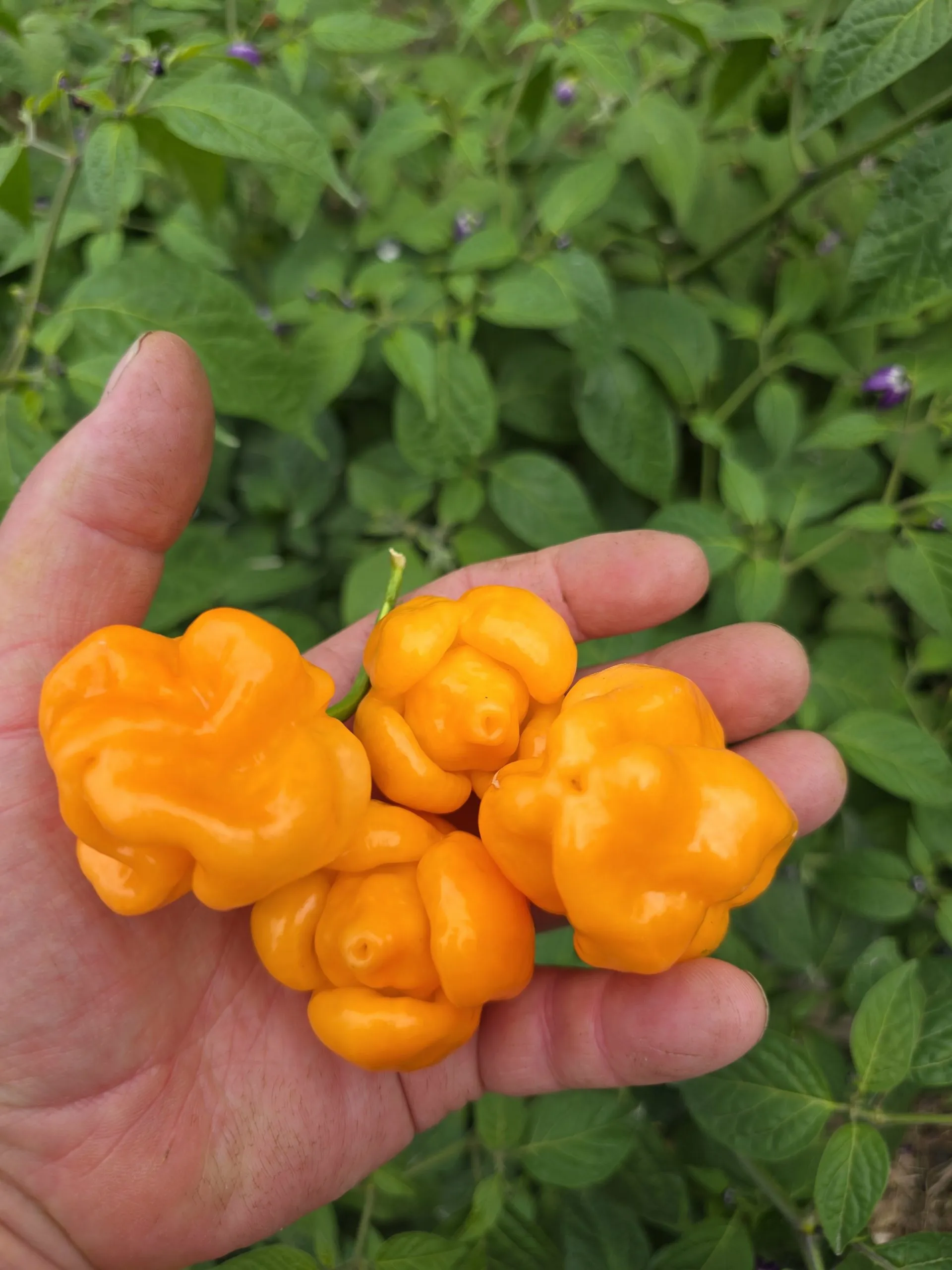 Giant Orange Scorpion Chilli Seeds - Image 9