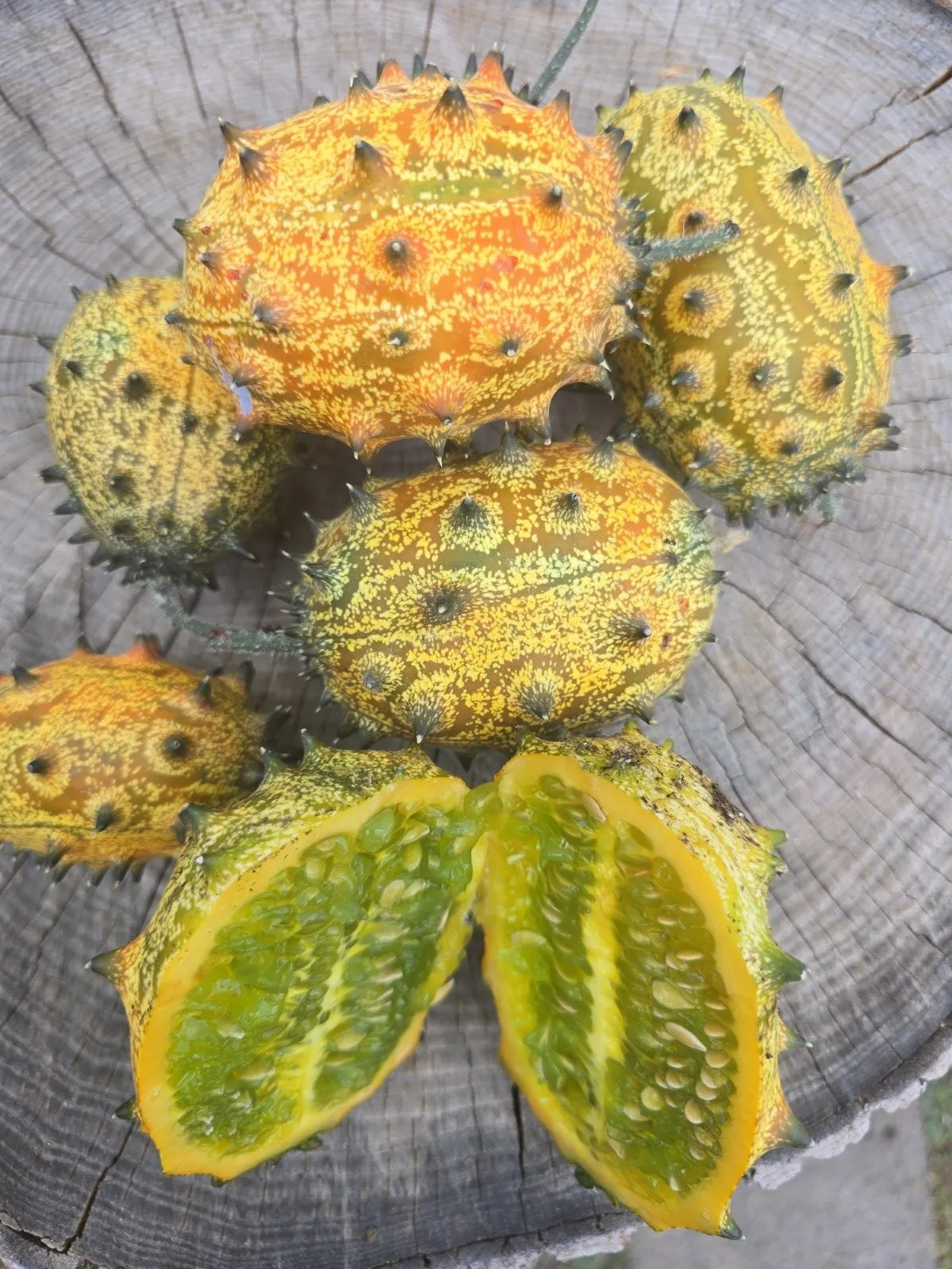 Kiwano Horned Melon Seeds - Image 5