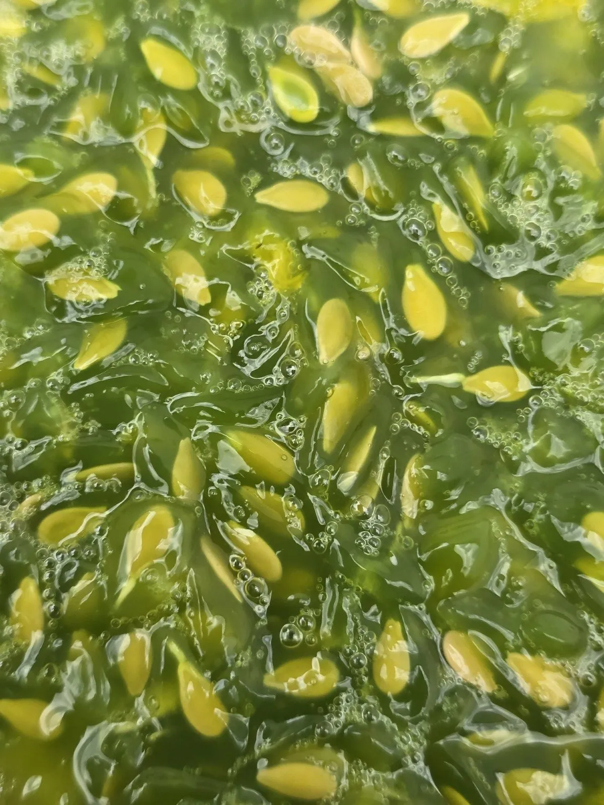 Kiwano Horned Melon Seeds - Image 3
