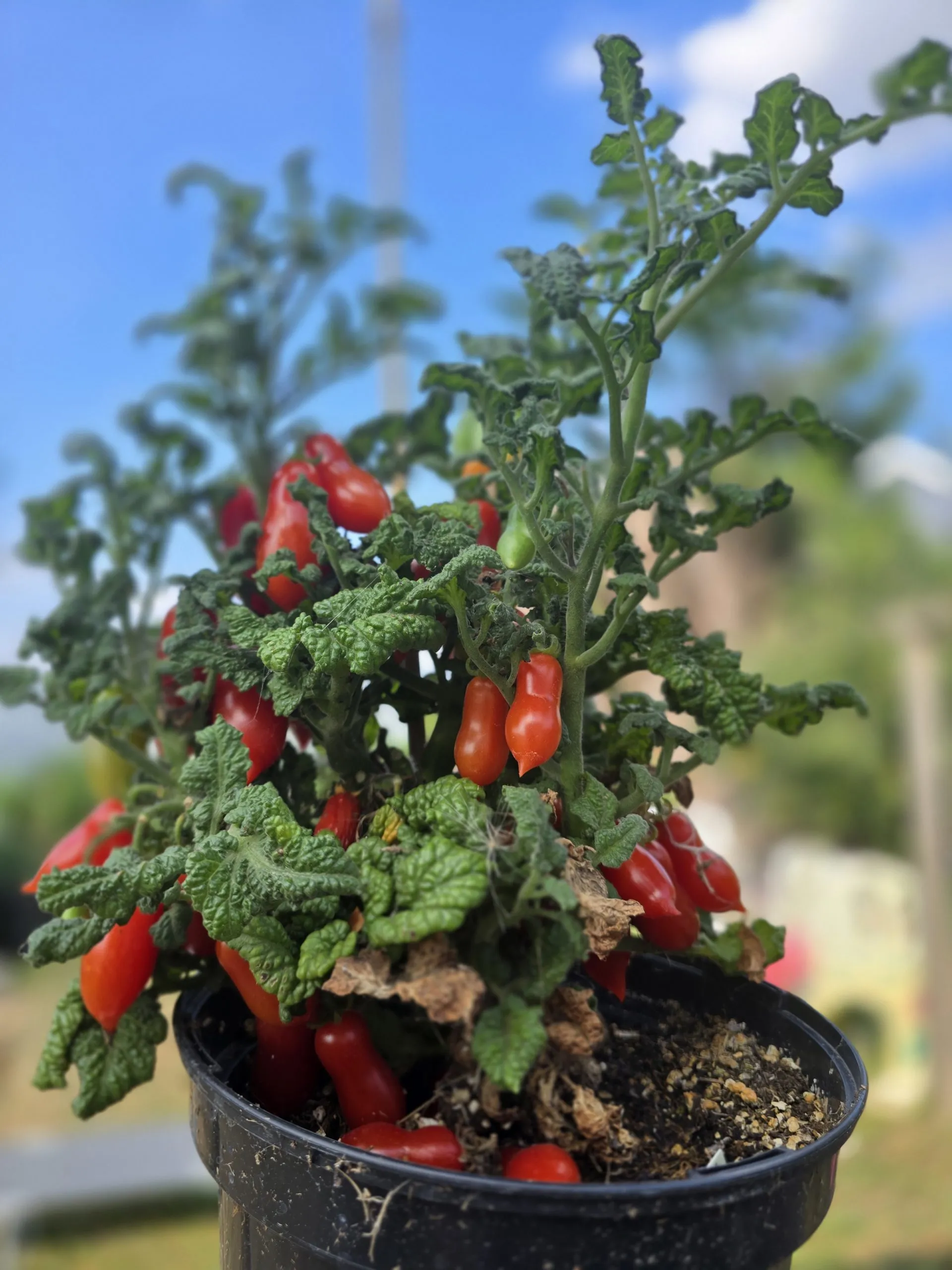 Curly Kale Micro Dwarf Tomato Seeds - Image 6