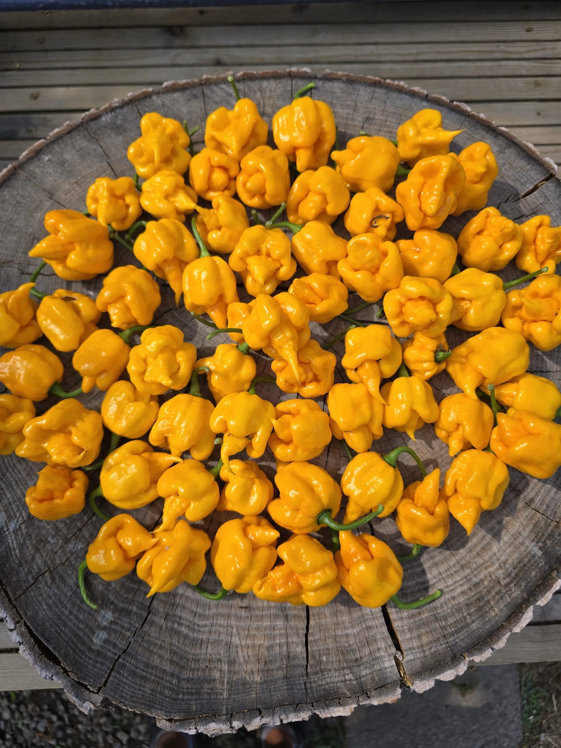 Aquiel F4 Orange Chilli Seeds - Image 2