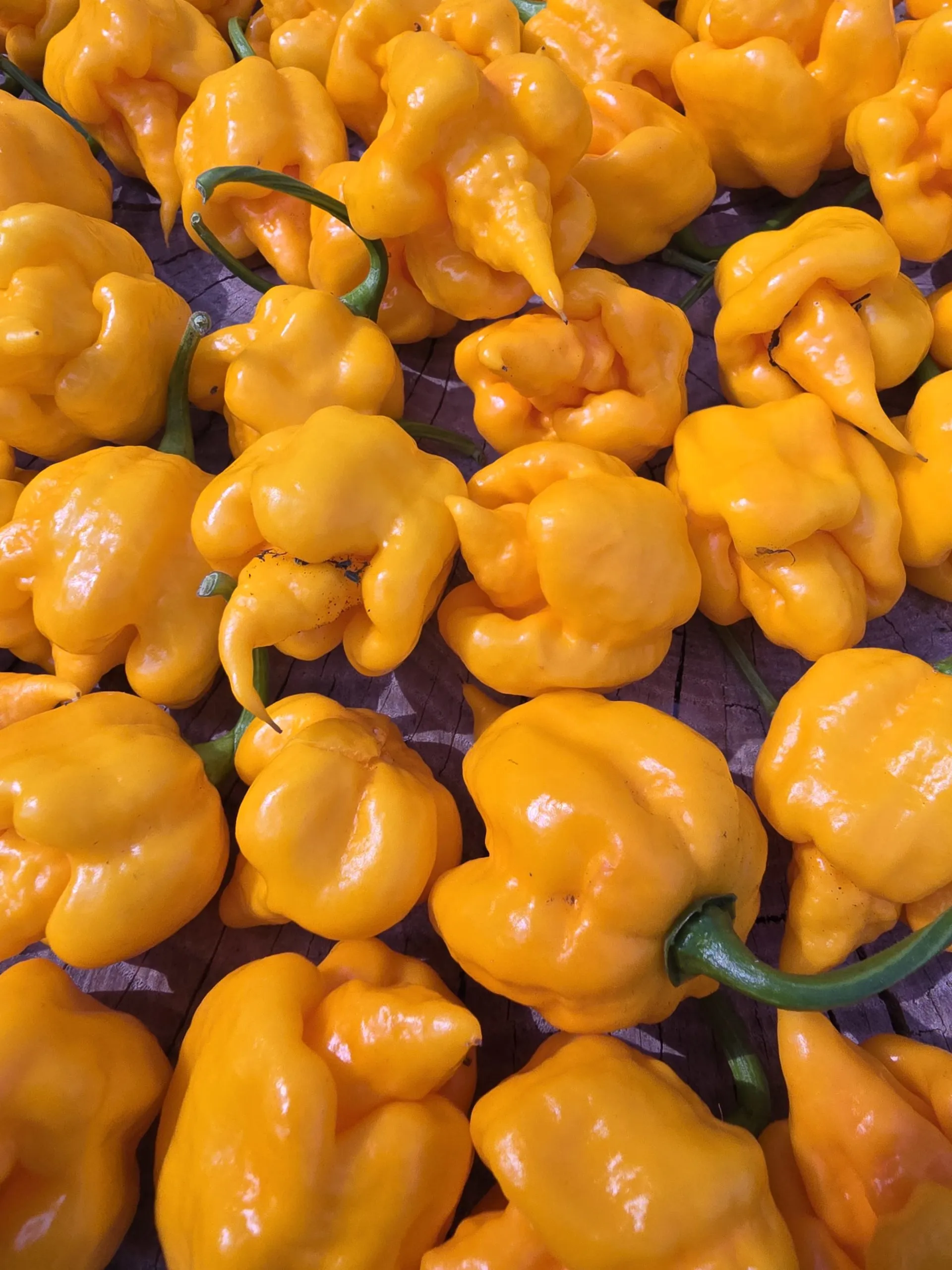 Aquiel F4 Orange Chilli Seeds - Image 3