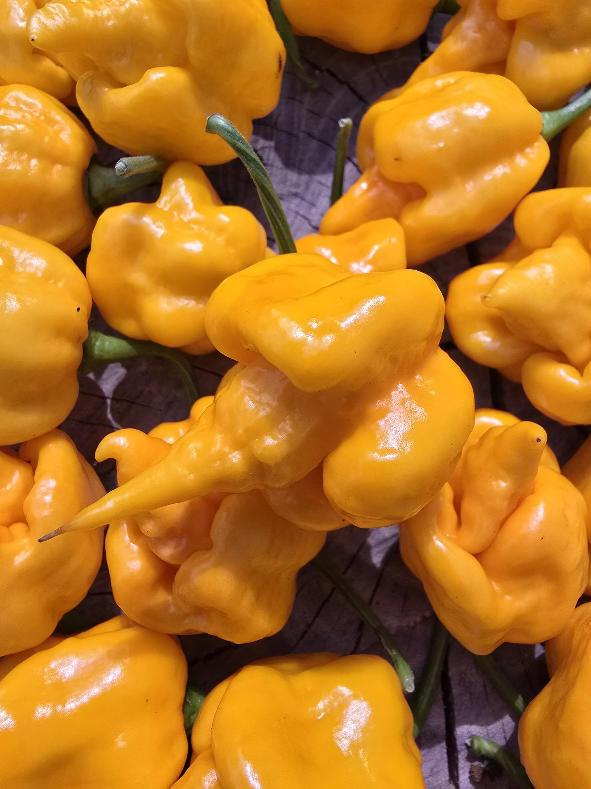 Aquiel F4 Orange Chilli Seeds - Image 4