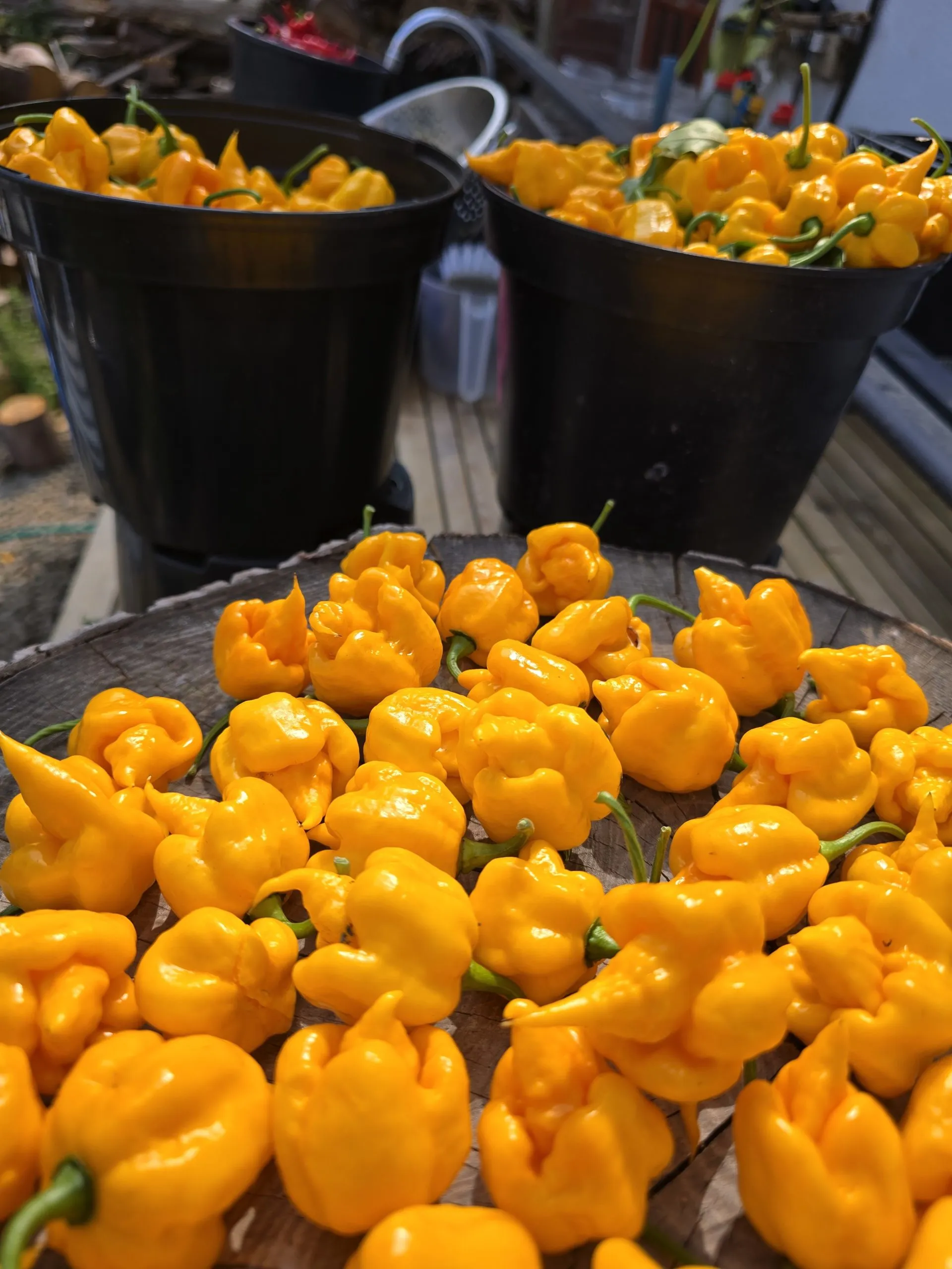 Aquiel F4 Orange Chilli Seeds - Image 8