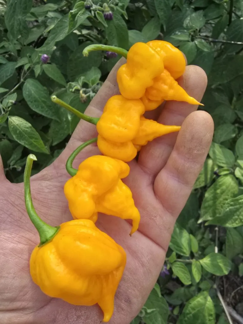 Aquiel F4 Orange Chilli Seeds - Image 10