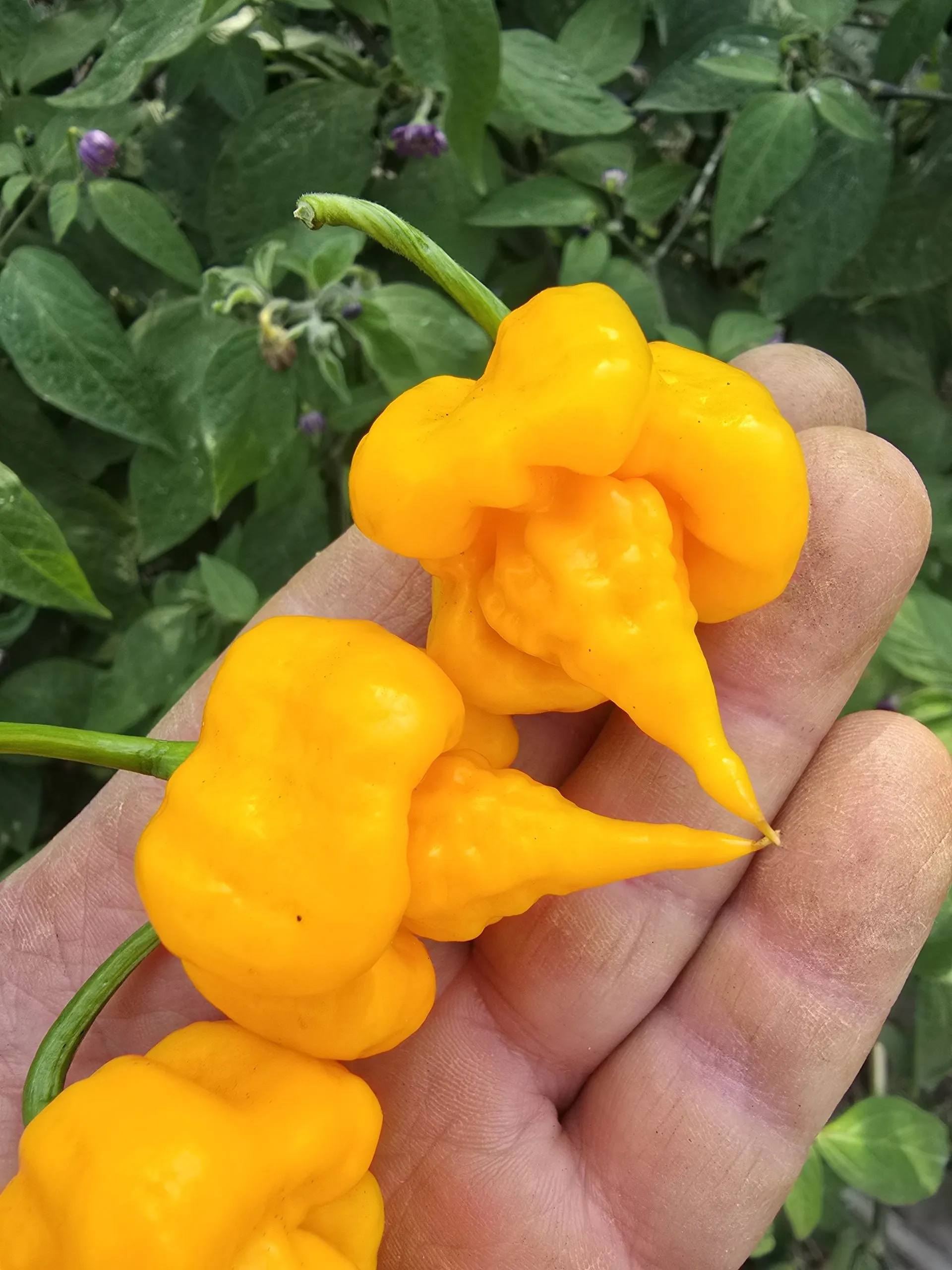 Aquiel F4 Orange Chilli Seeds - Image 11