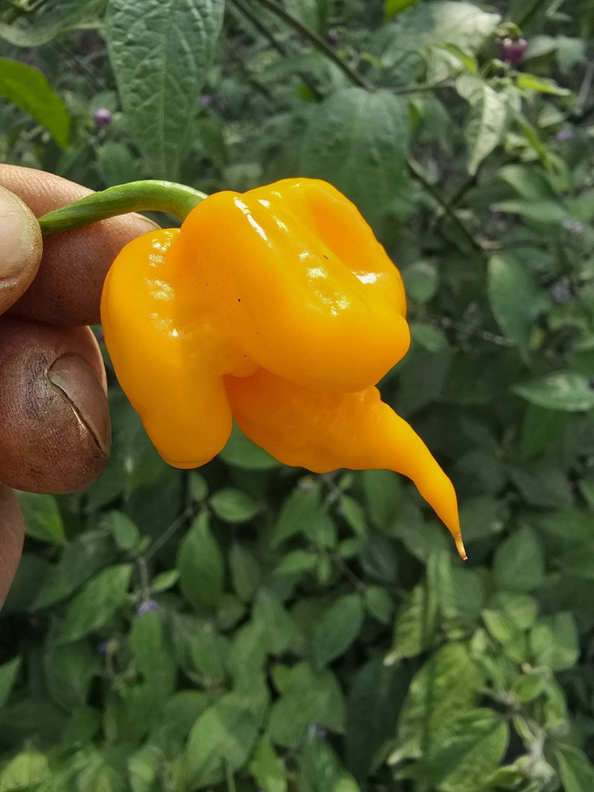 Aquiel F4 Orange Chilli Seeds - Image 9