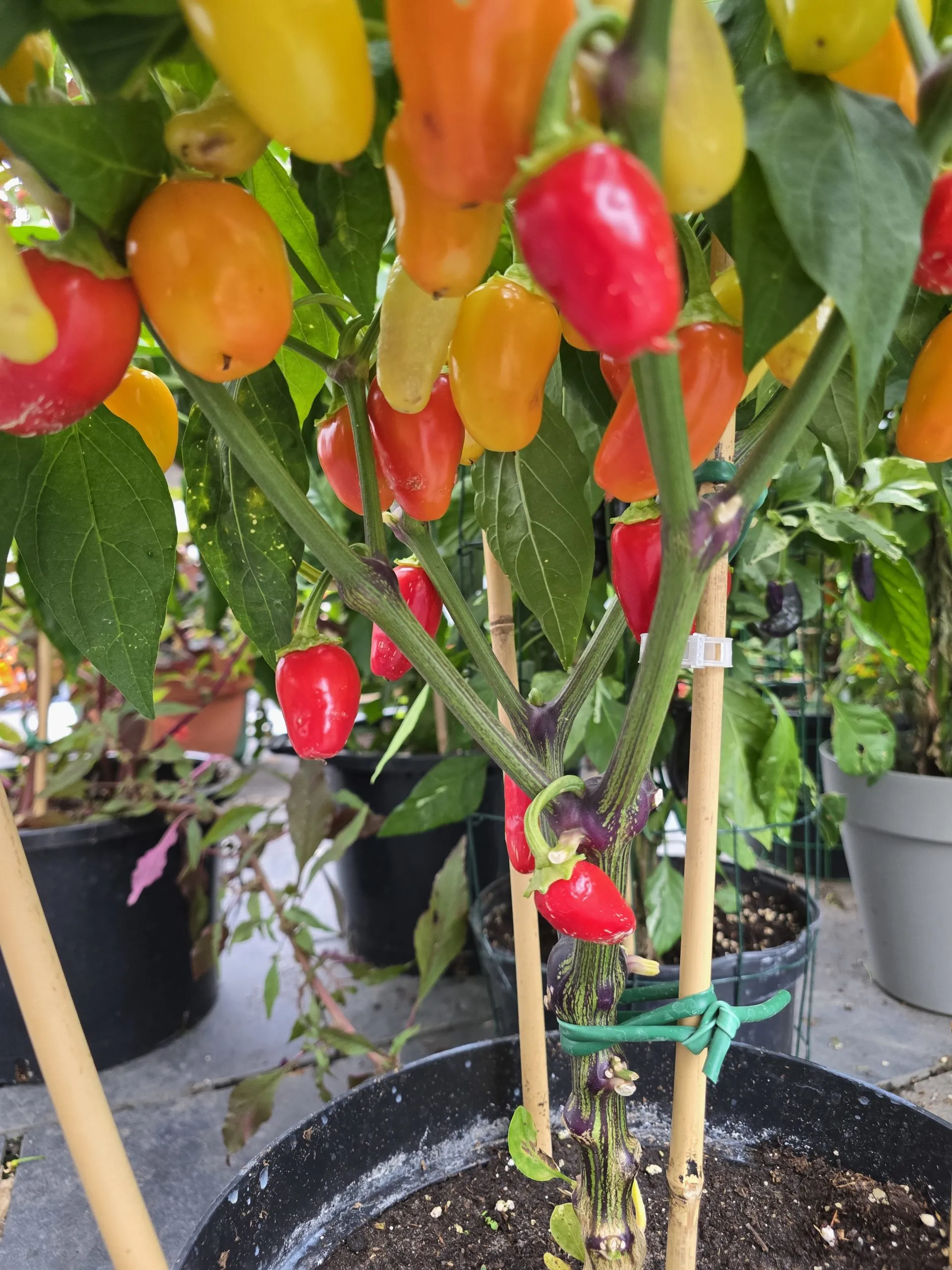 Jalapeño NuMex Piñata Chilli Seeds - Image 4