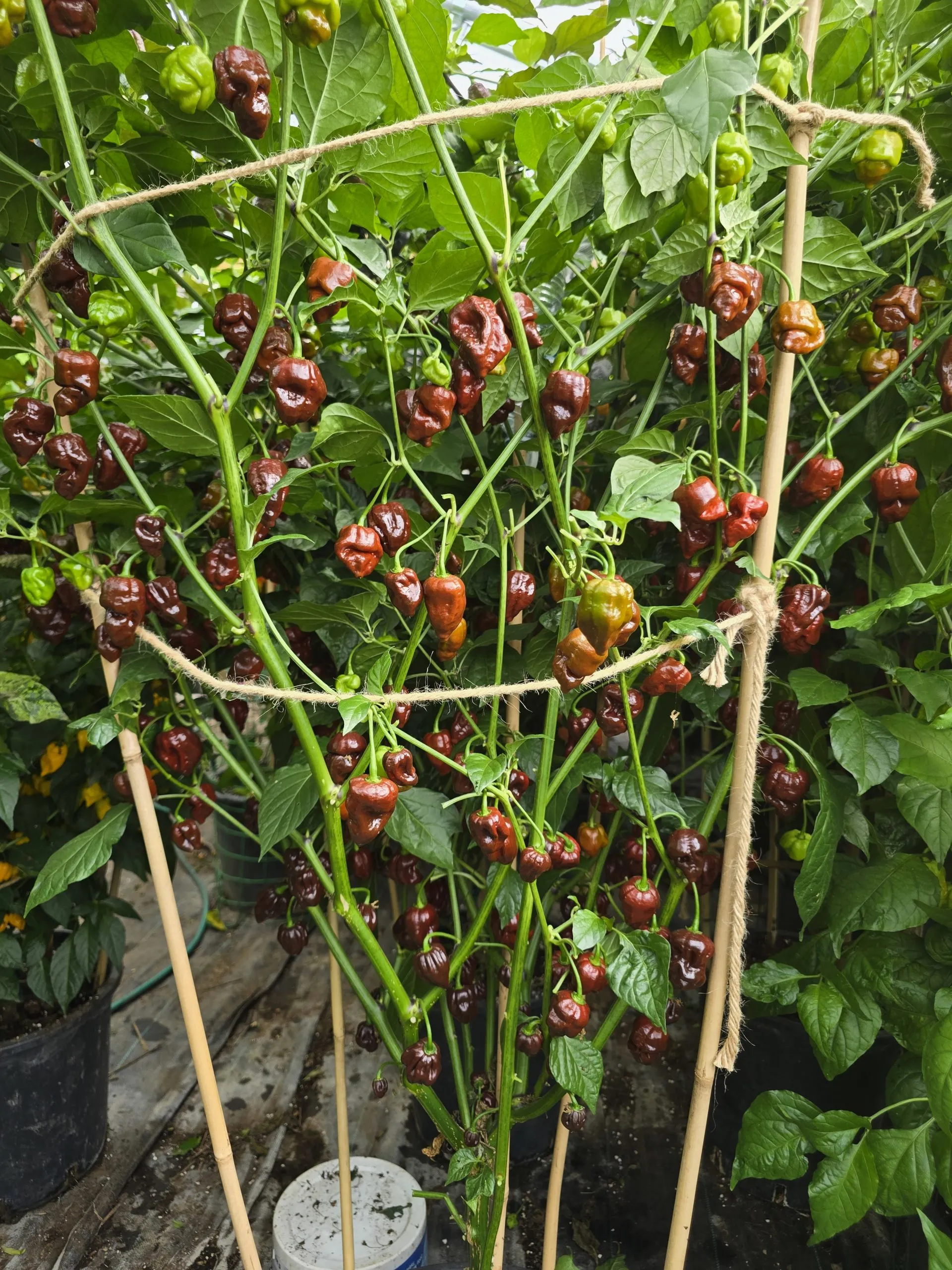 Jabba Da Hutt Chocolate Chilli Seeds - Image 4