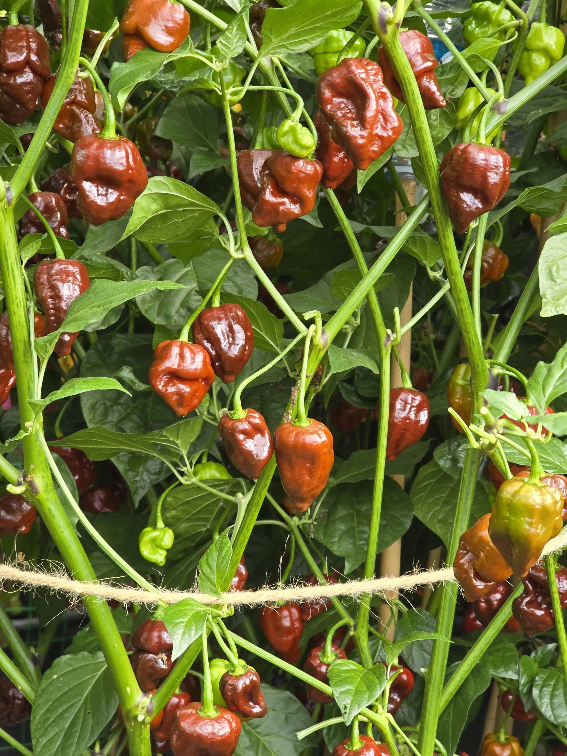 Jabba Da Hutt Chocolate Chilli Seeds - Image 3